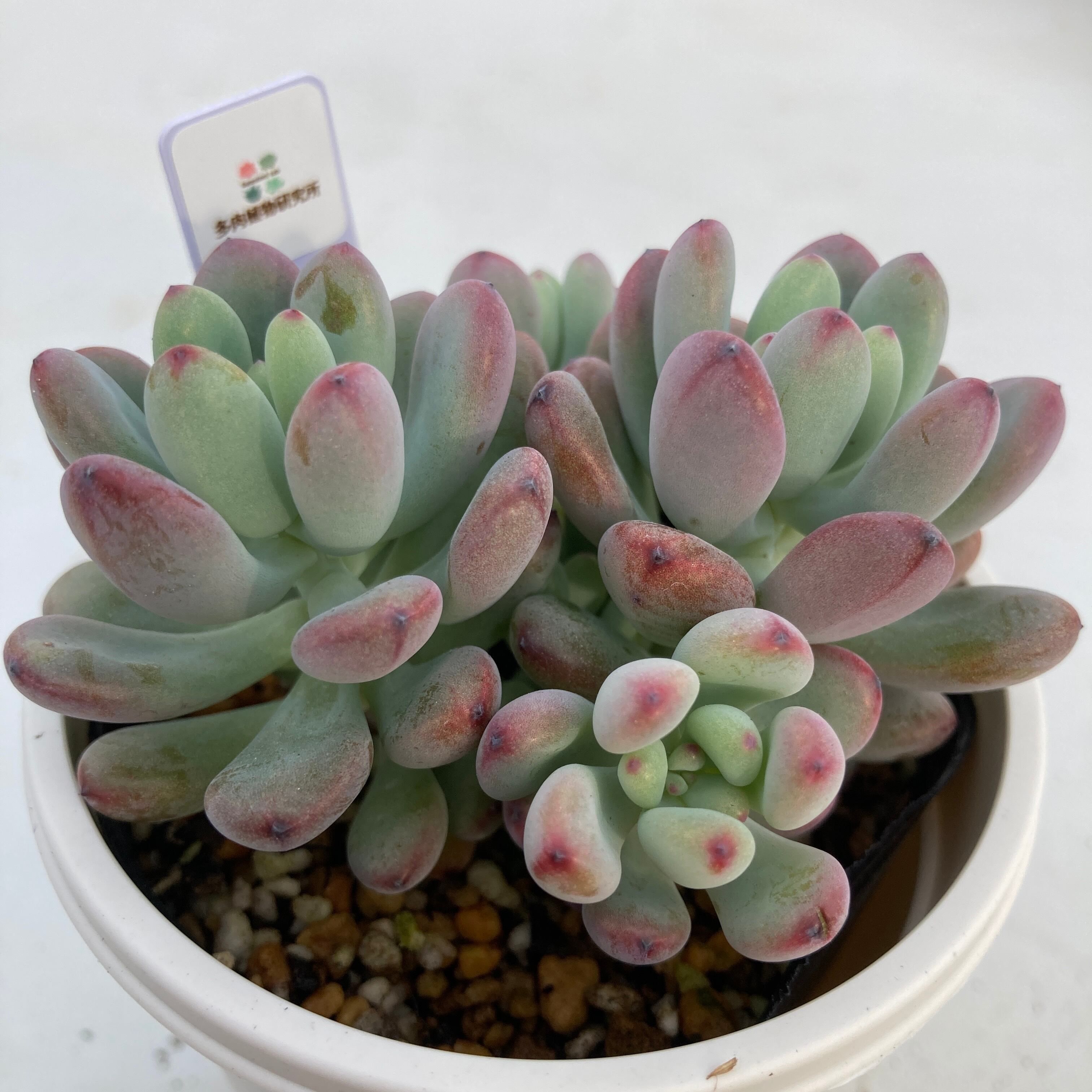 現物商品】コミックトム2 | 多肉植物研究所
