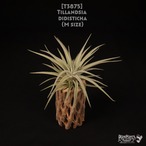 【送料無料】didisticha M〔エアプランツ〕現品発送T3875