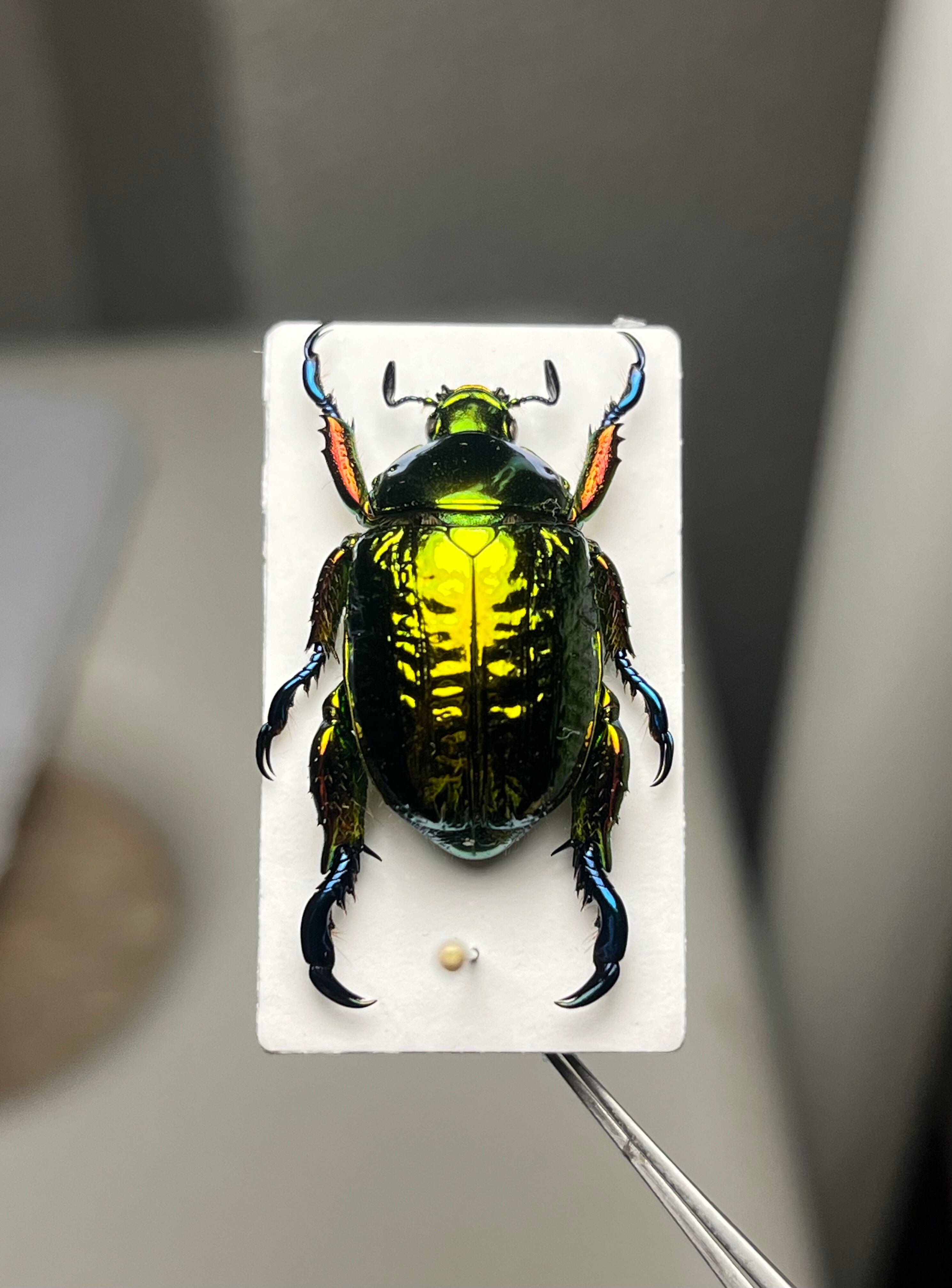 属内最高峰】Pelidnota cyanitarsis 標本 コガネムシ プラチナコガネ