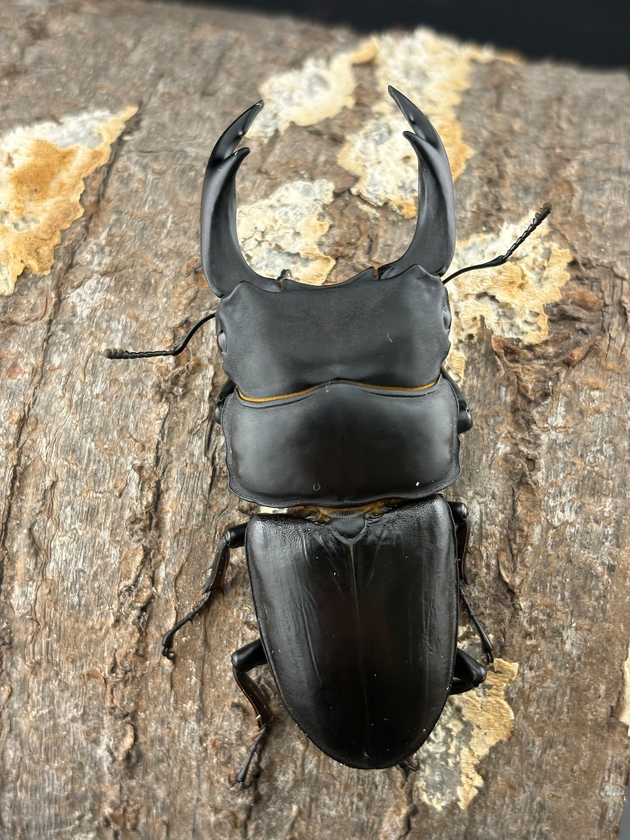 《オオクワガタ 能勢SR血統83.8mm ペア》ブリーダー様委託個体