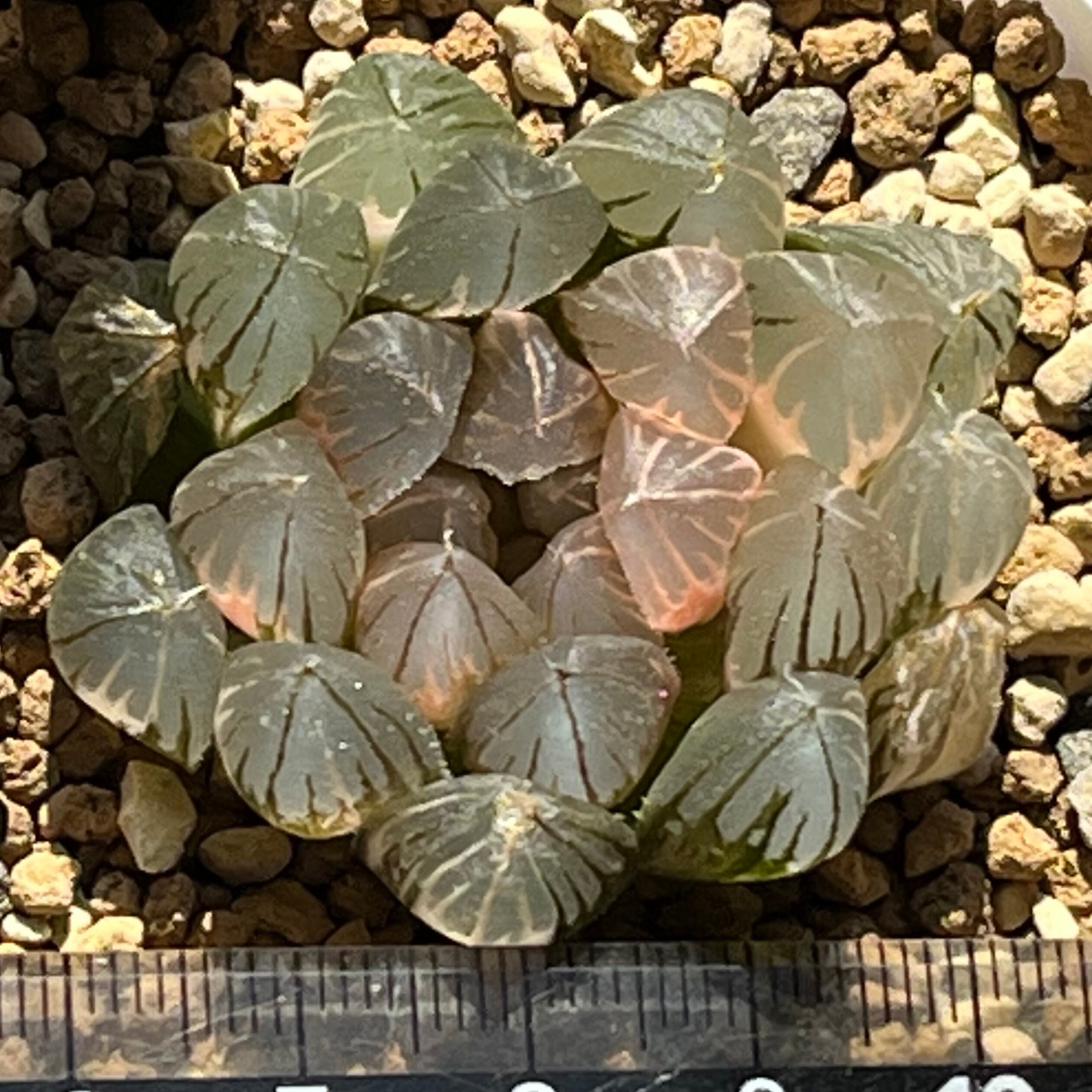 ハオルチア 黒玉露錦 ローズゴールド | mocono_plants