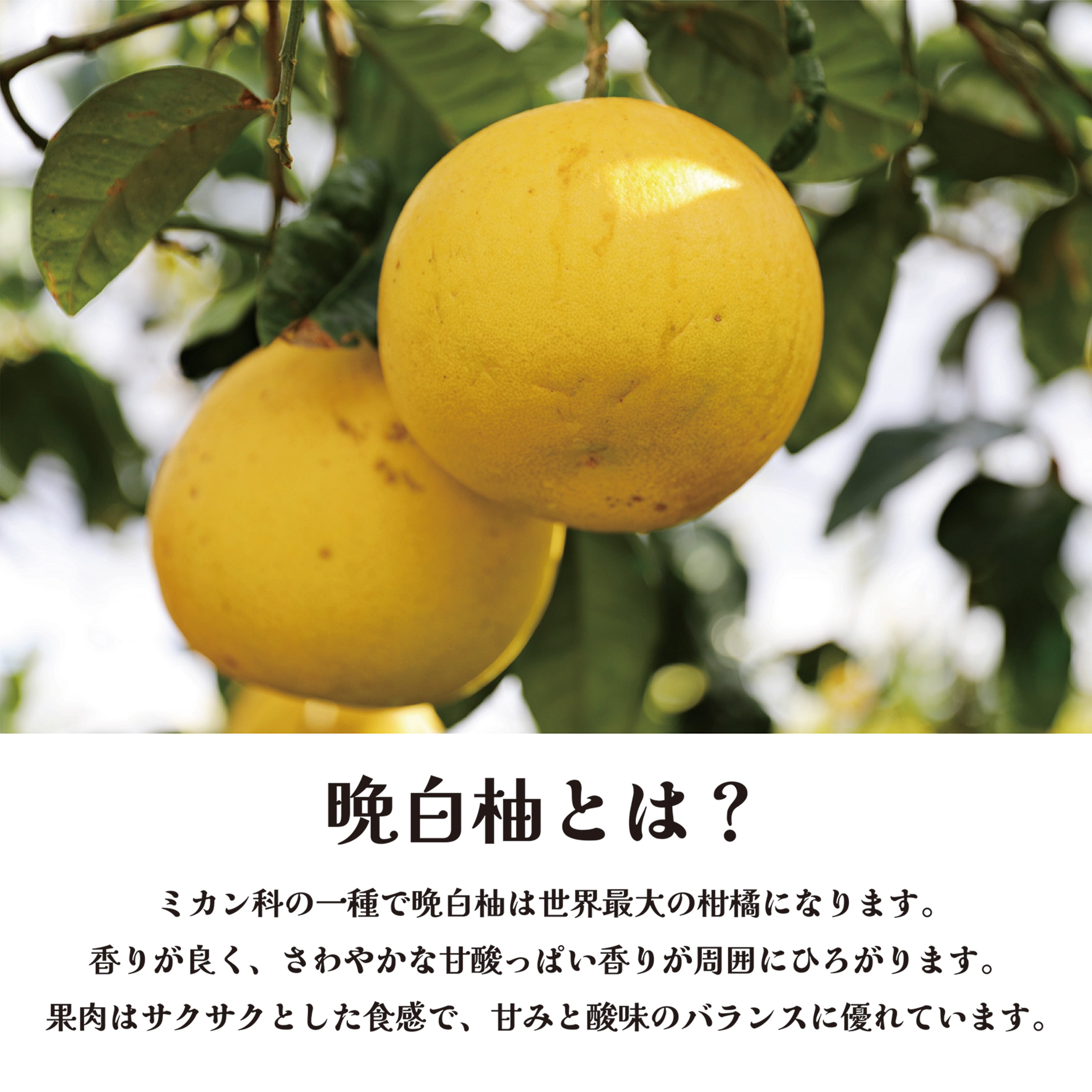 送料無料》【熊本県八代産】晩白柚ペーストセット《晩白柚ペースト