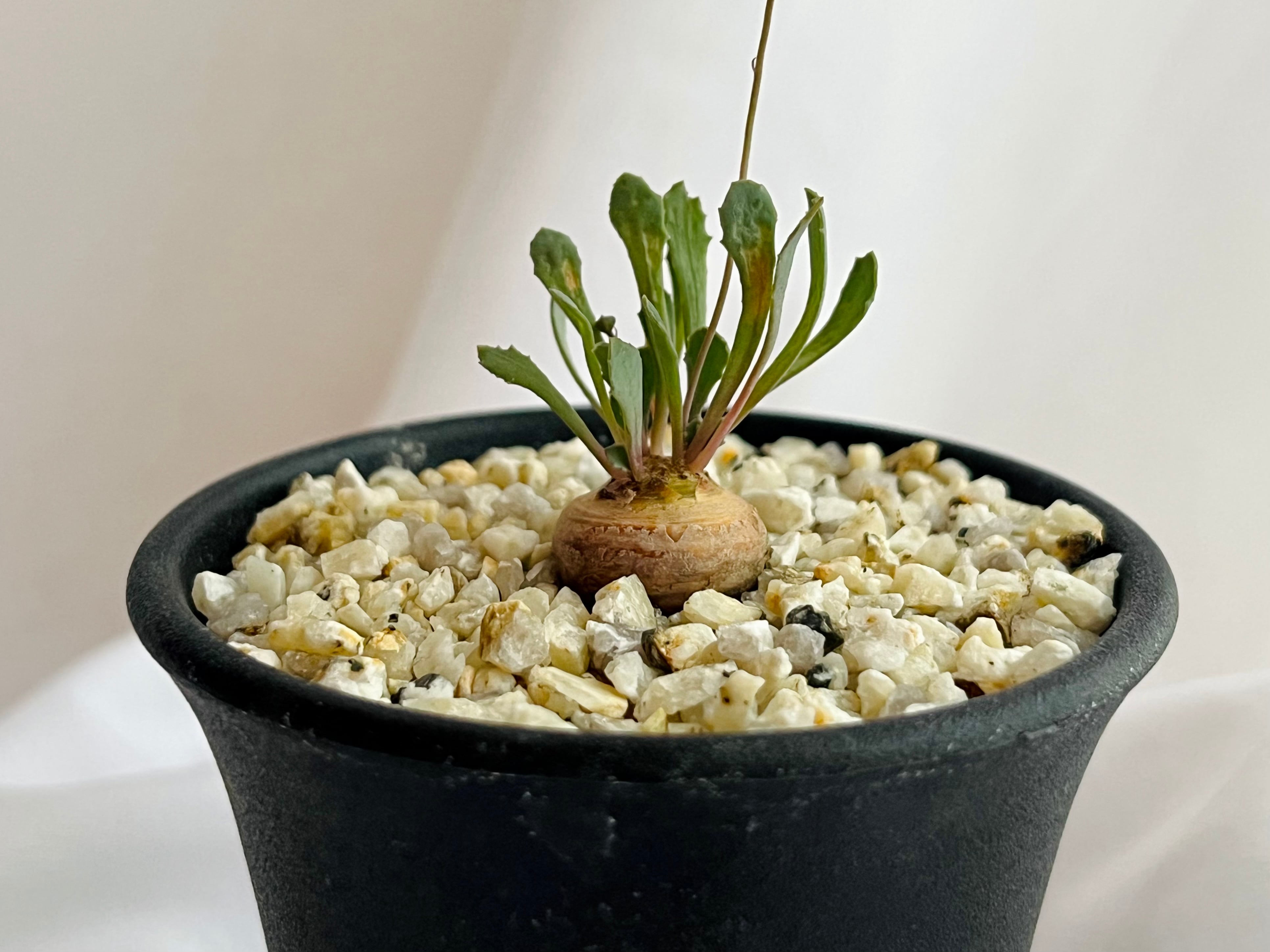 Caudex 塊根植物 | plants MARU ーサボテン・多肉植物のお店ー