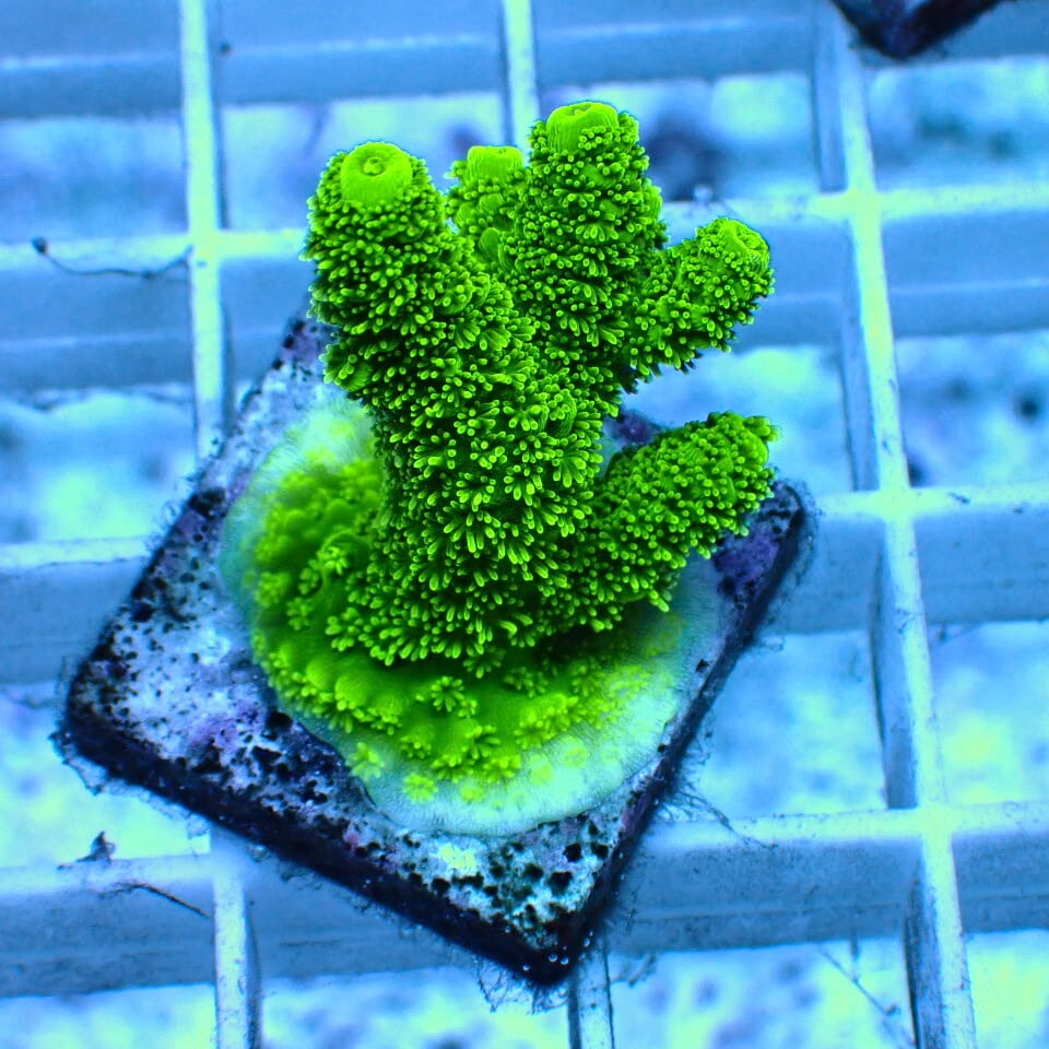 ネット入り天然ライブロック(クラッシュ)500g | HOUSE REEF(ハウス
