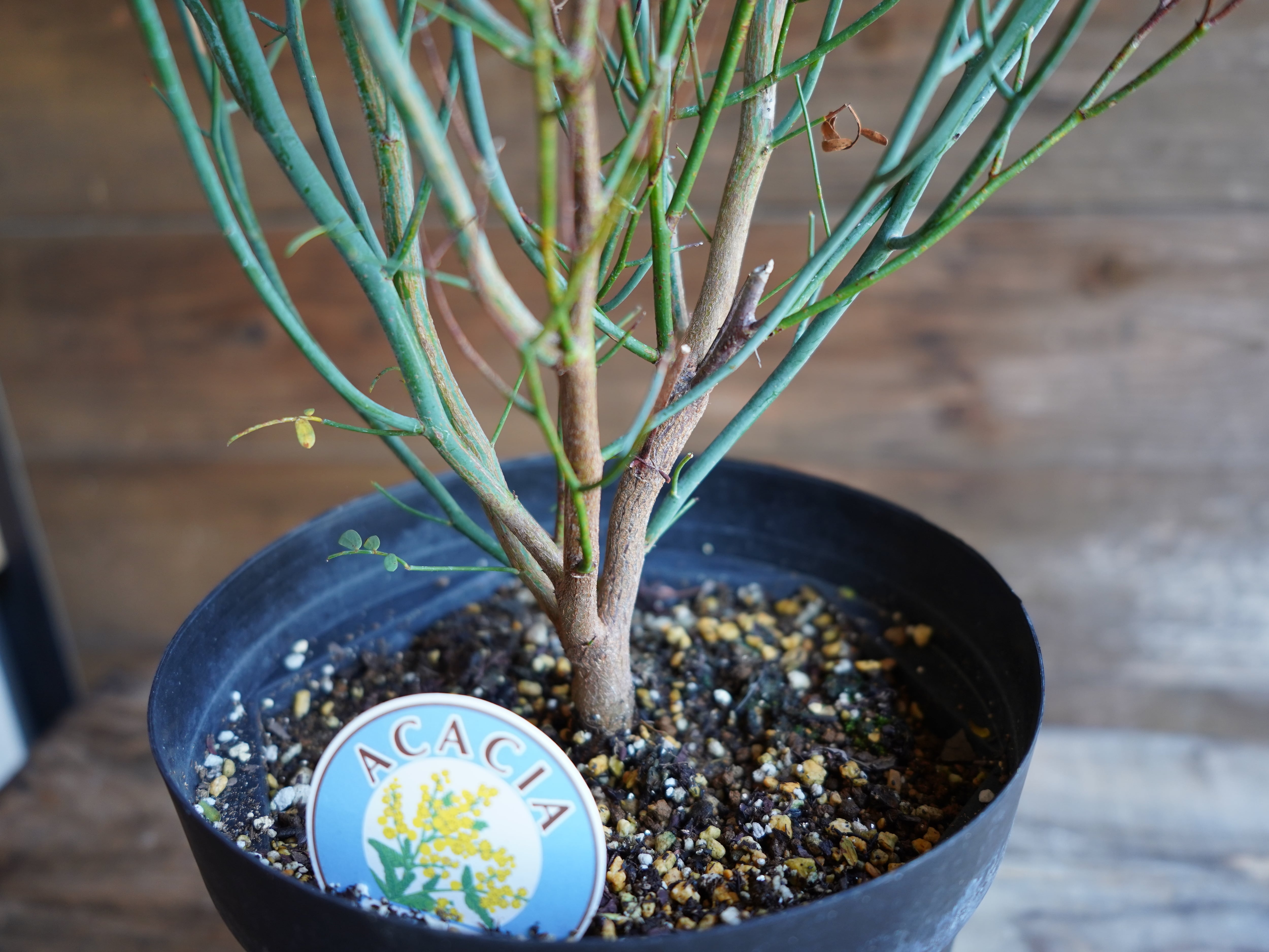 【現物】アカシア　"スピネセンス"(スピニーワトル)