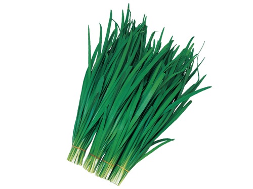 ニラ「スーパーグリーンベルト」（C5000粒） 画像