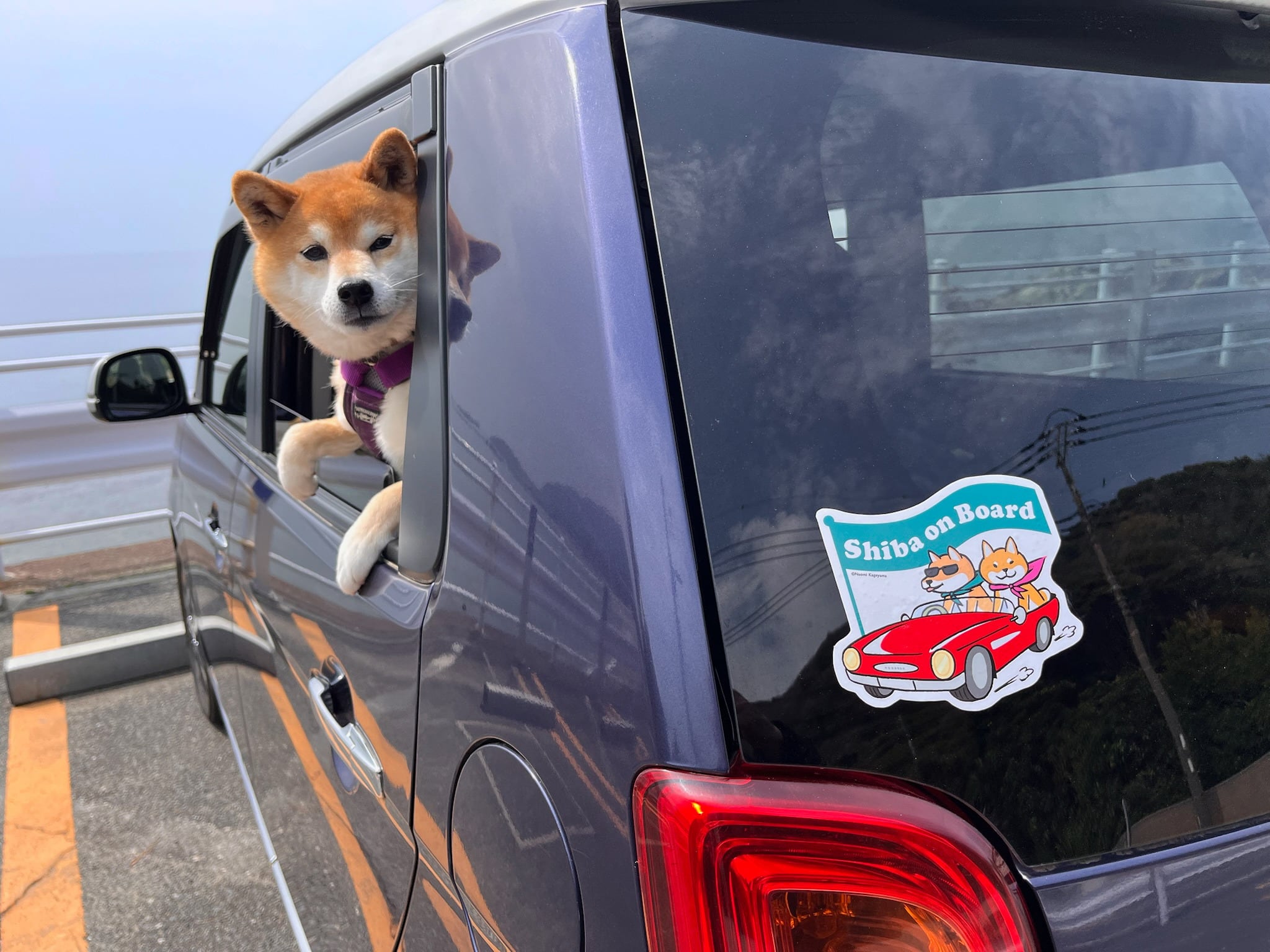 再入荷】柴犬さんのカーステッカー | Shi-Ba