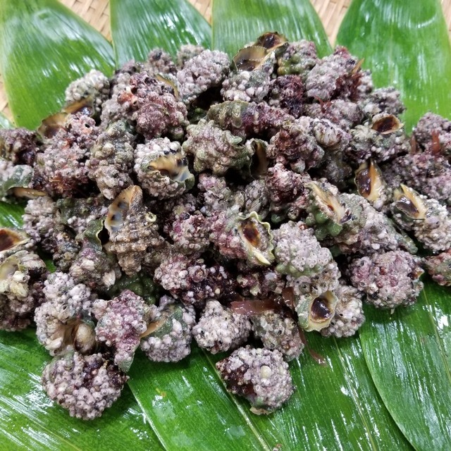 素潜り厳選 男鹿産イボニシ貝 1 5 海風丸 つりショップ海風 素潜り厳選 男鹿産イボニシ貝 1 5 海風丸 つりショップ海風