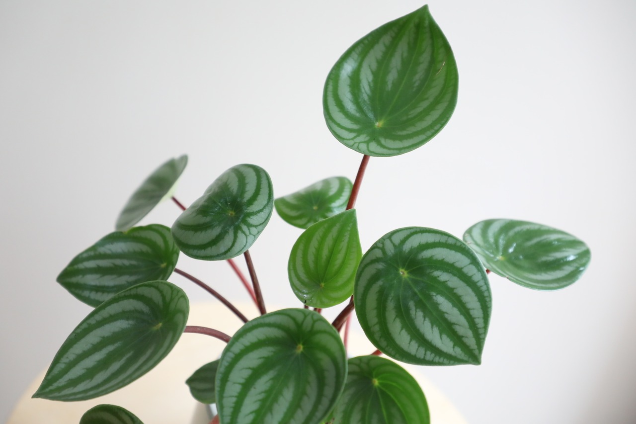 【M】スイカぺぺ/Peperomia Watermelon