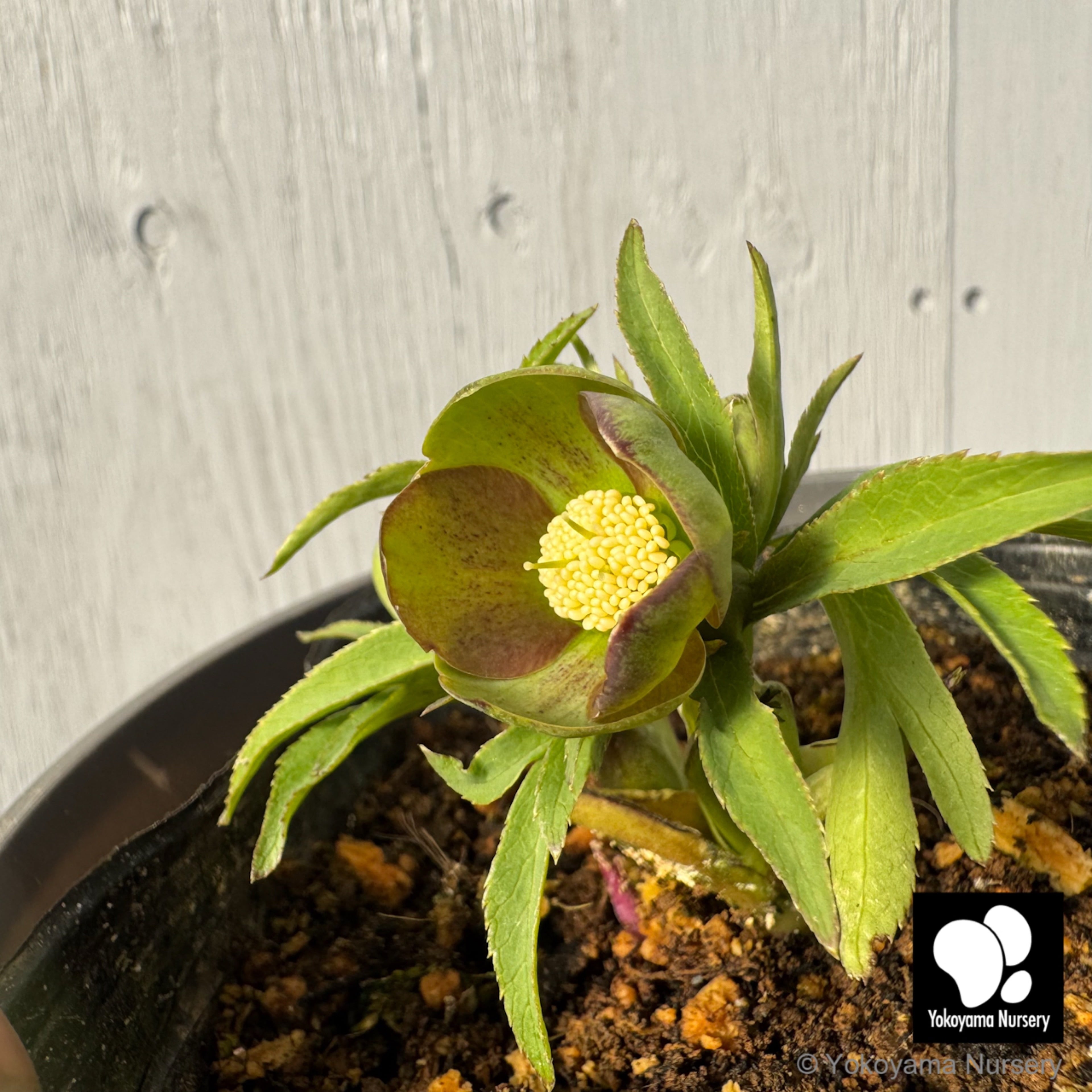 抽選販売】［8］ クリスマスローズ プチドール グリーングレー 4.5号