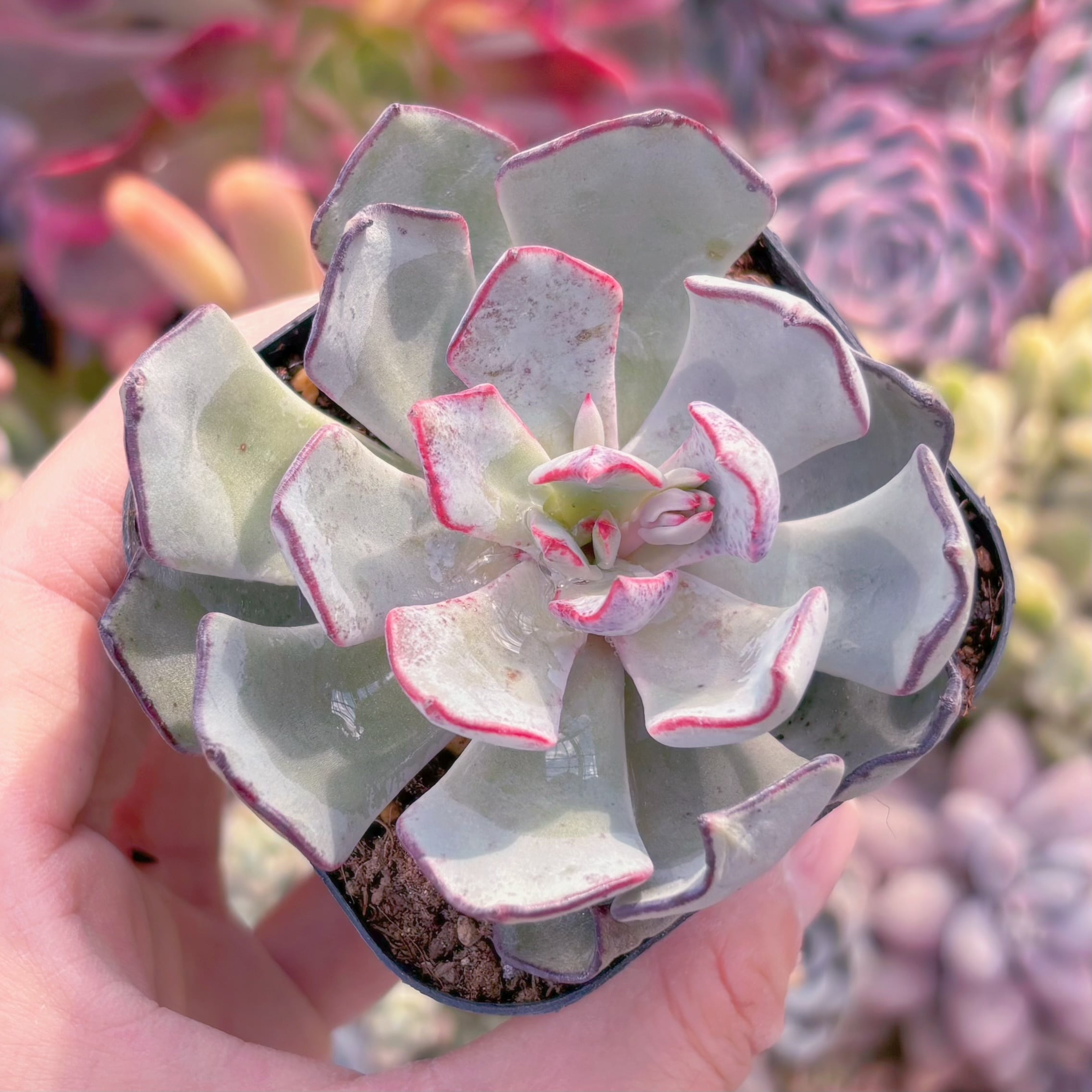 現品　ストリクチフローラ#300　るる農園