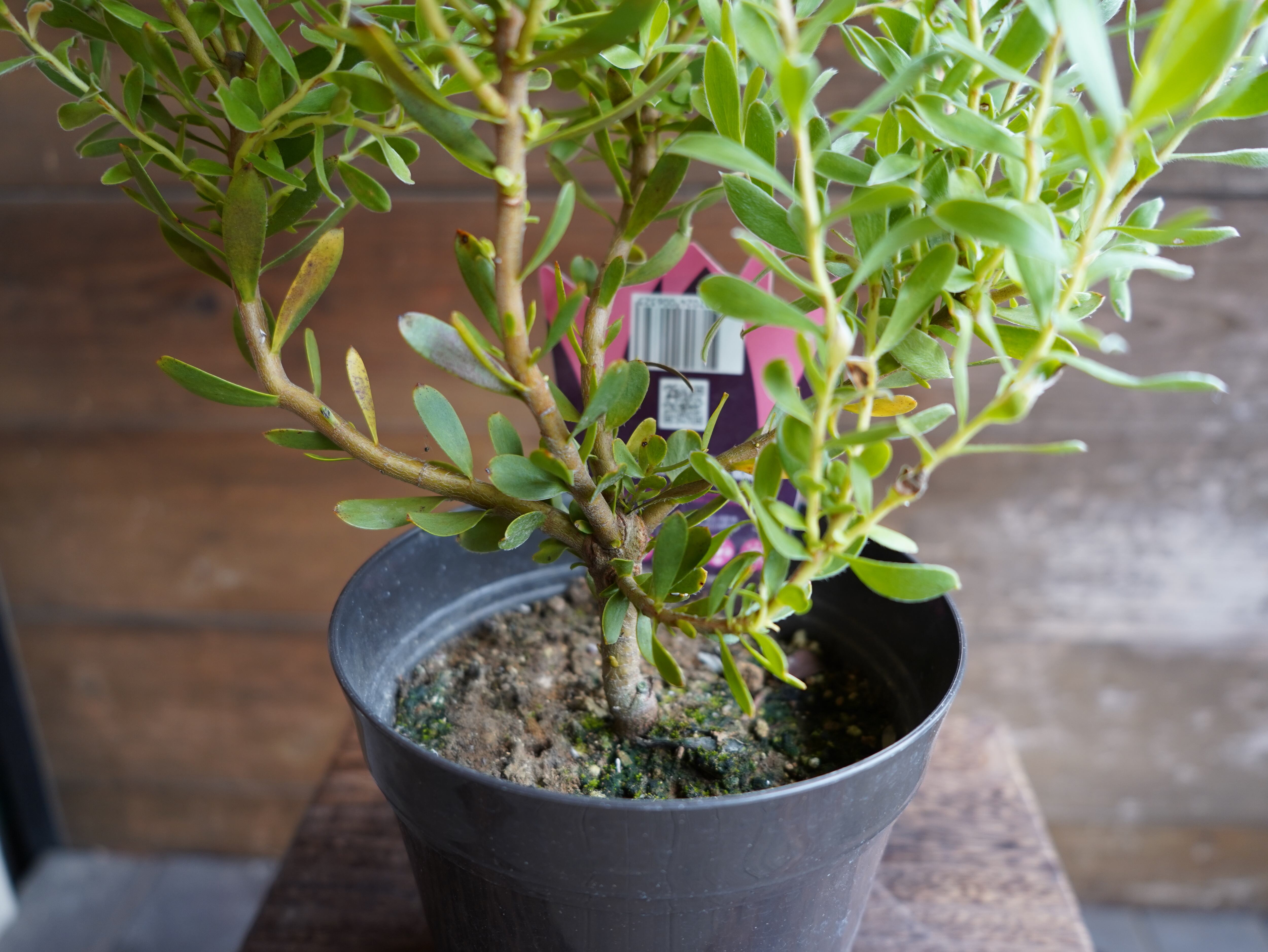 【現物】リューカデンドロン　”Harvest”