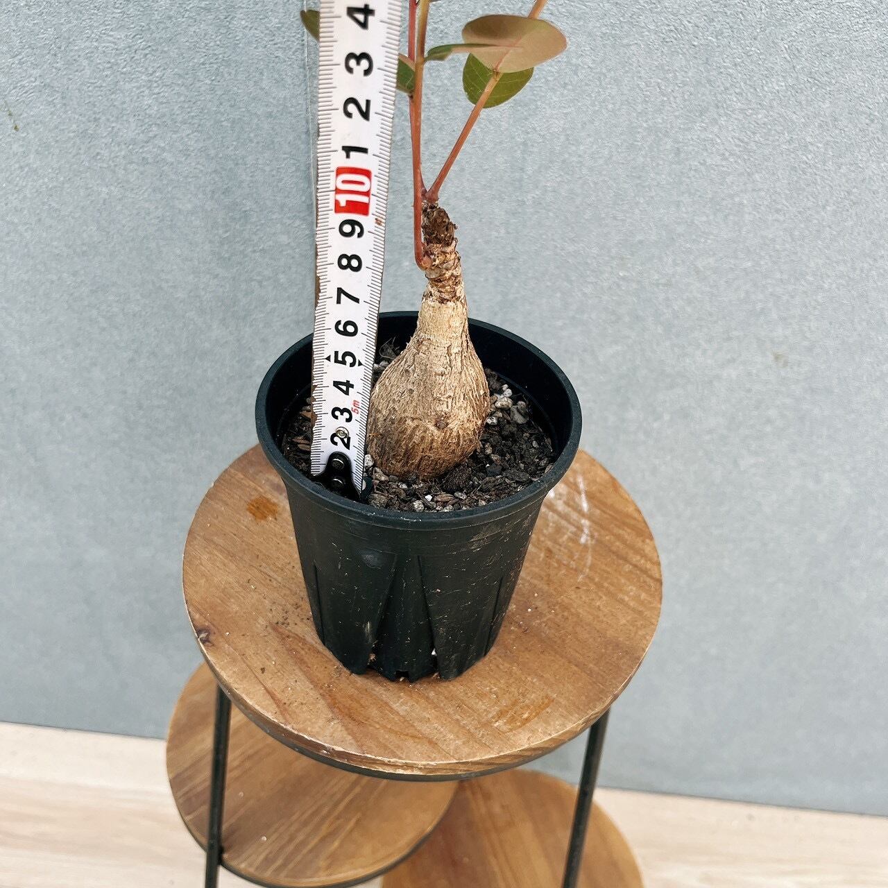 現品］☆初出品☆ A23 フィランサス ミラビリス 4号 観葉植物 レア