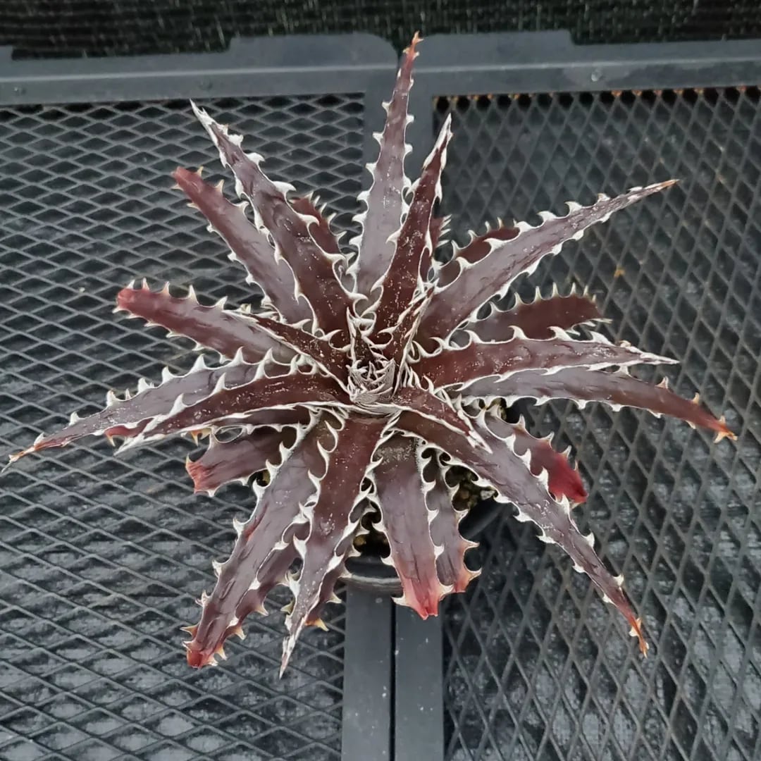 F00357_Dyckia 'Kazaguruma' F2 (NNN-KZF2-001)：ディッキア