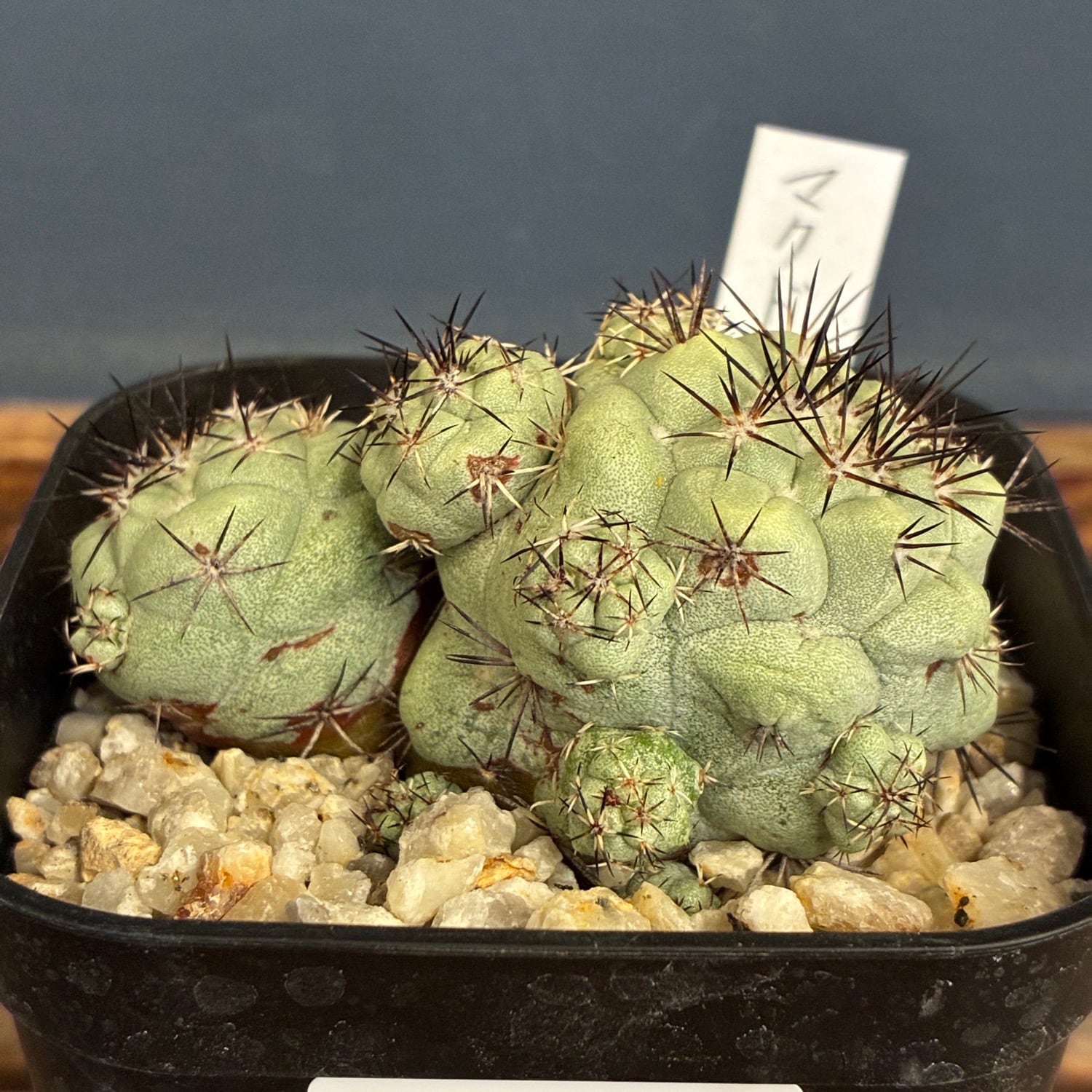 マクドガリー　実生　サボテン Copiapoa】サボテン オルテゴカクタス マクドガリー実生【875