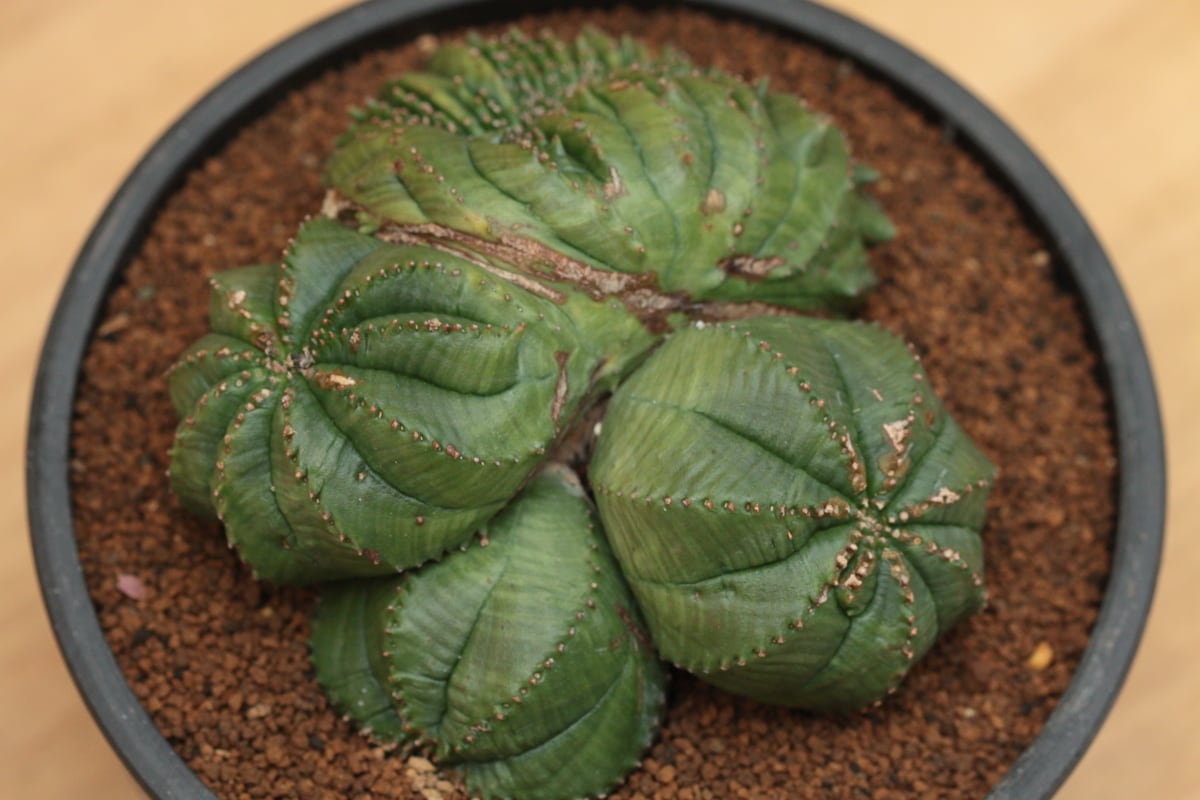 販売済み:オベサ 図鑑】【綴化双頭多頭】Euphorbia Obesa 販売済み:オベサ 図鑑】【綴化双頭多頭】Euphorbia Obesa
