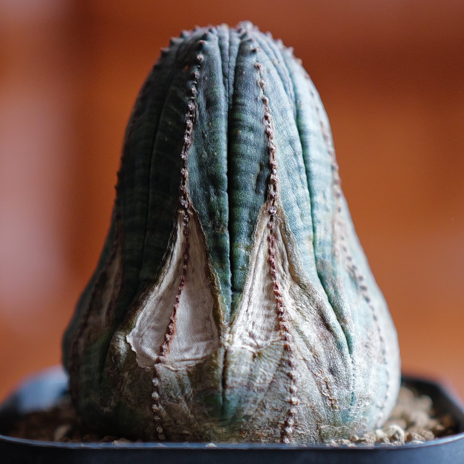 木質化 マウンテン オベサ / ユーフォルビア | LIGHTHOUSE.PLANTS