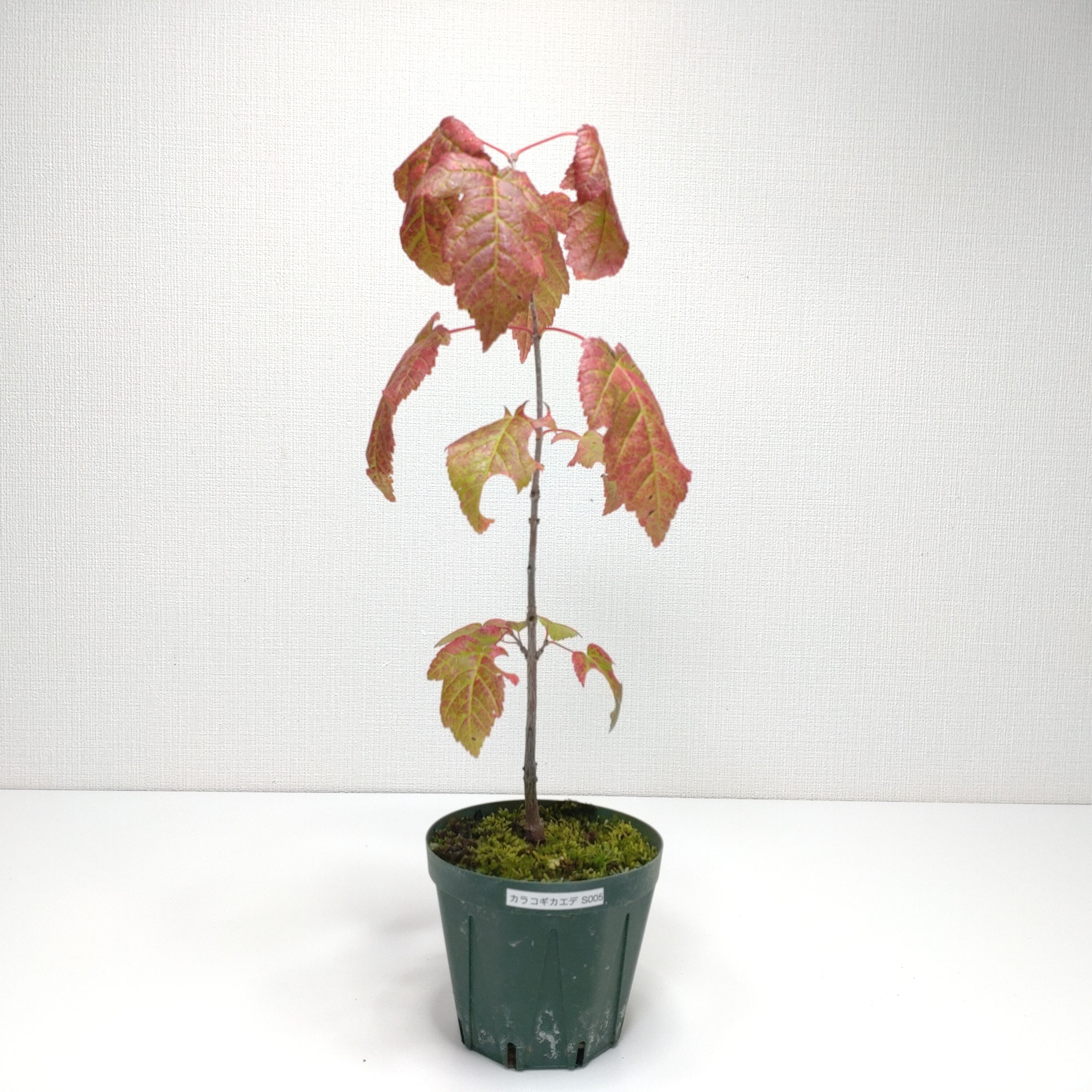 【Ysh_sugawara69】皐月（赤サツキ）盆栽 CS001 皐月（赤サツキ）盆栽 CS001 | 盆栽創【Bonsaisou】