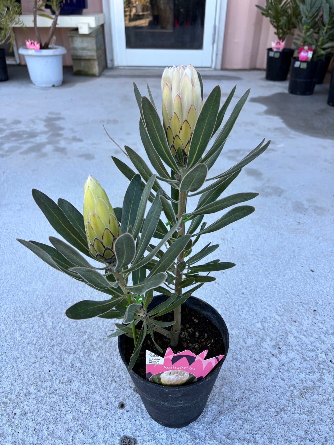 ダーウィニア・プロセラ① | MELLOW Plants & Coffee