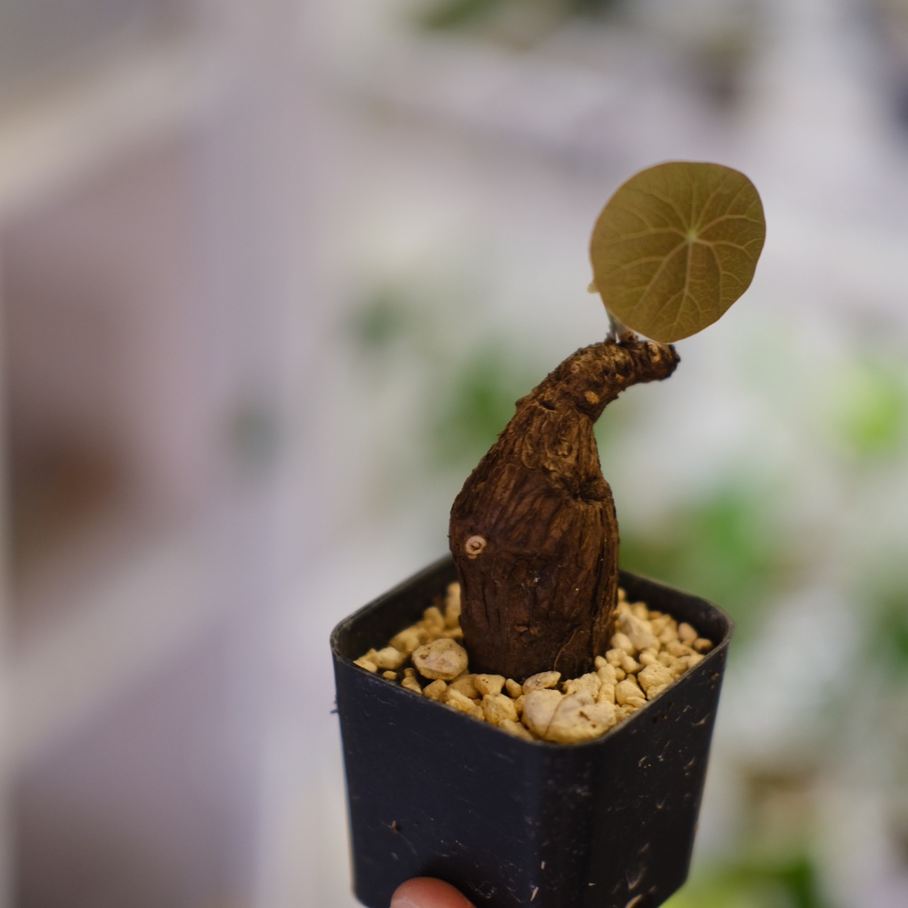 Stephania kaweesakii / ステファニア カウィーサキー㊱/ 観葉植物