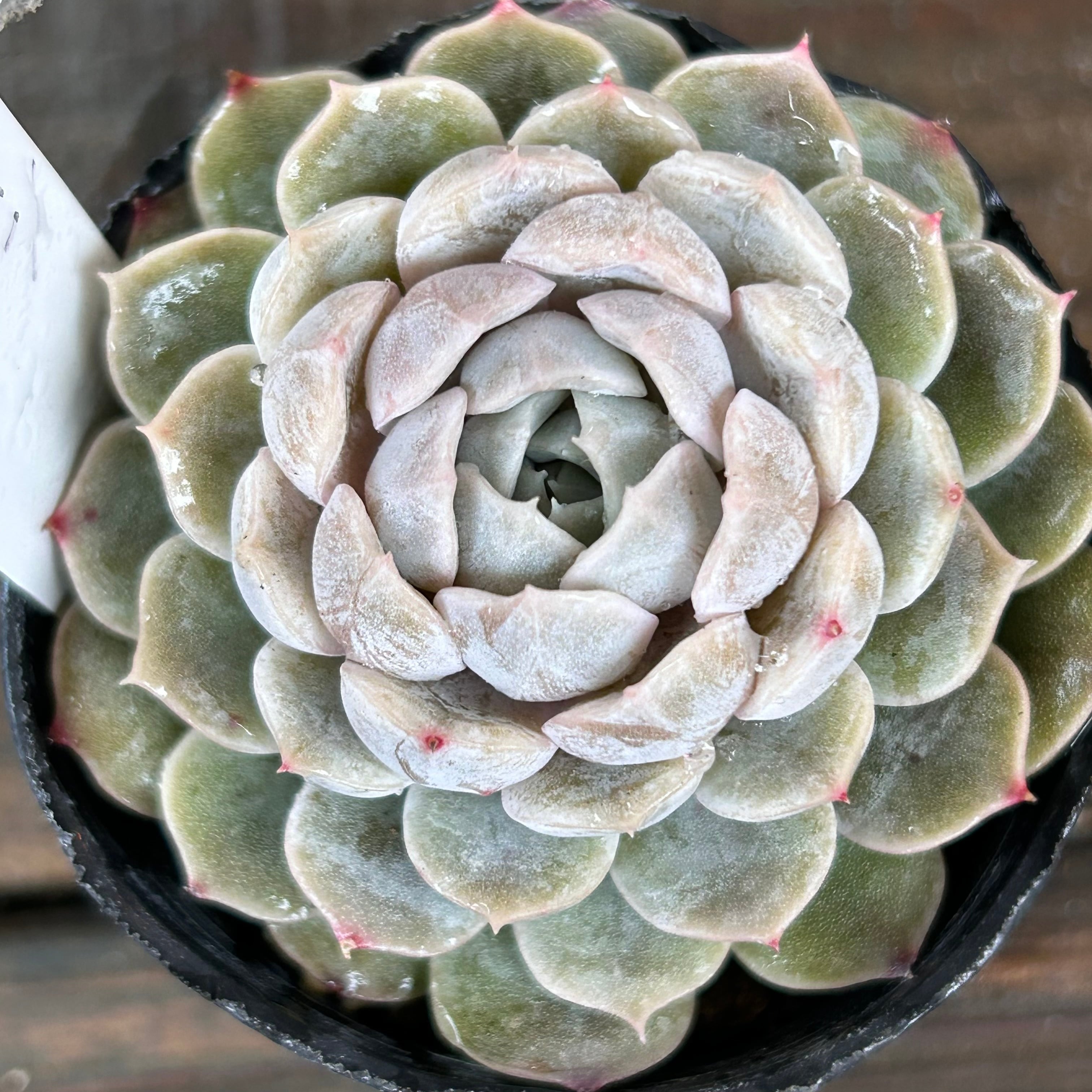 0909-R350 シルバースター(錦) エケベリア 多肉植物 韓国苗