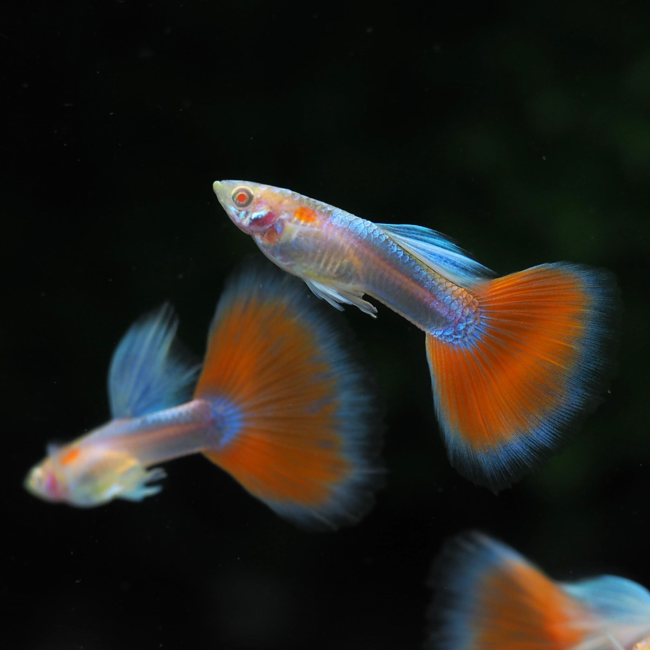 RREAアクアマリンレッドテールタキシード 1ペア | 伊豆グッピーファーム