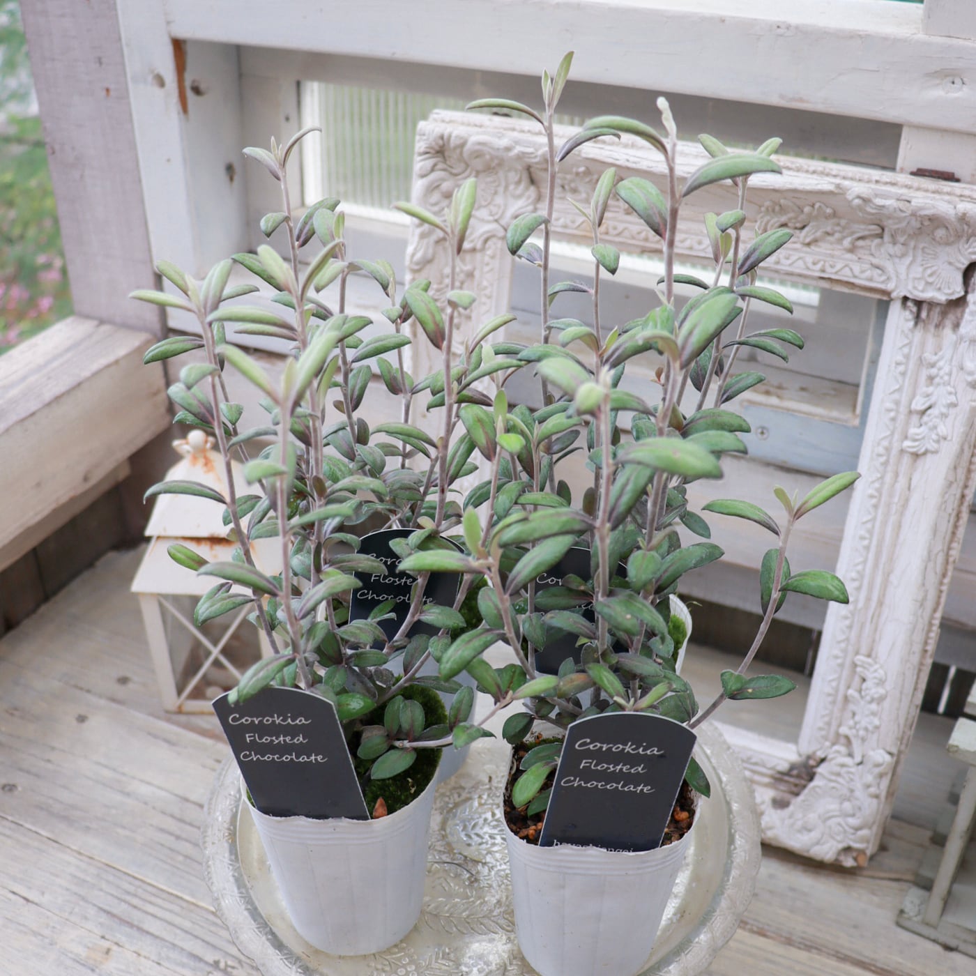 コロキア・フロステッドチョコレート＊シックな寄せ植えに