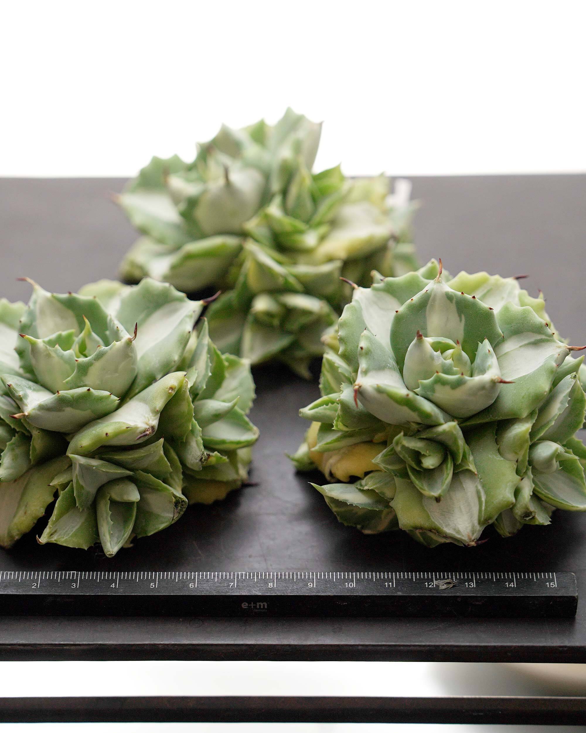 カット苗 アガベ 王妃雷神 大群生 Agave potatorum 'Ouhi Raijin