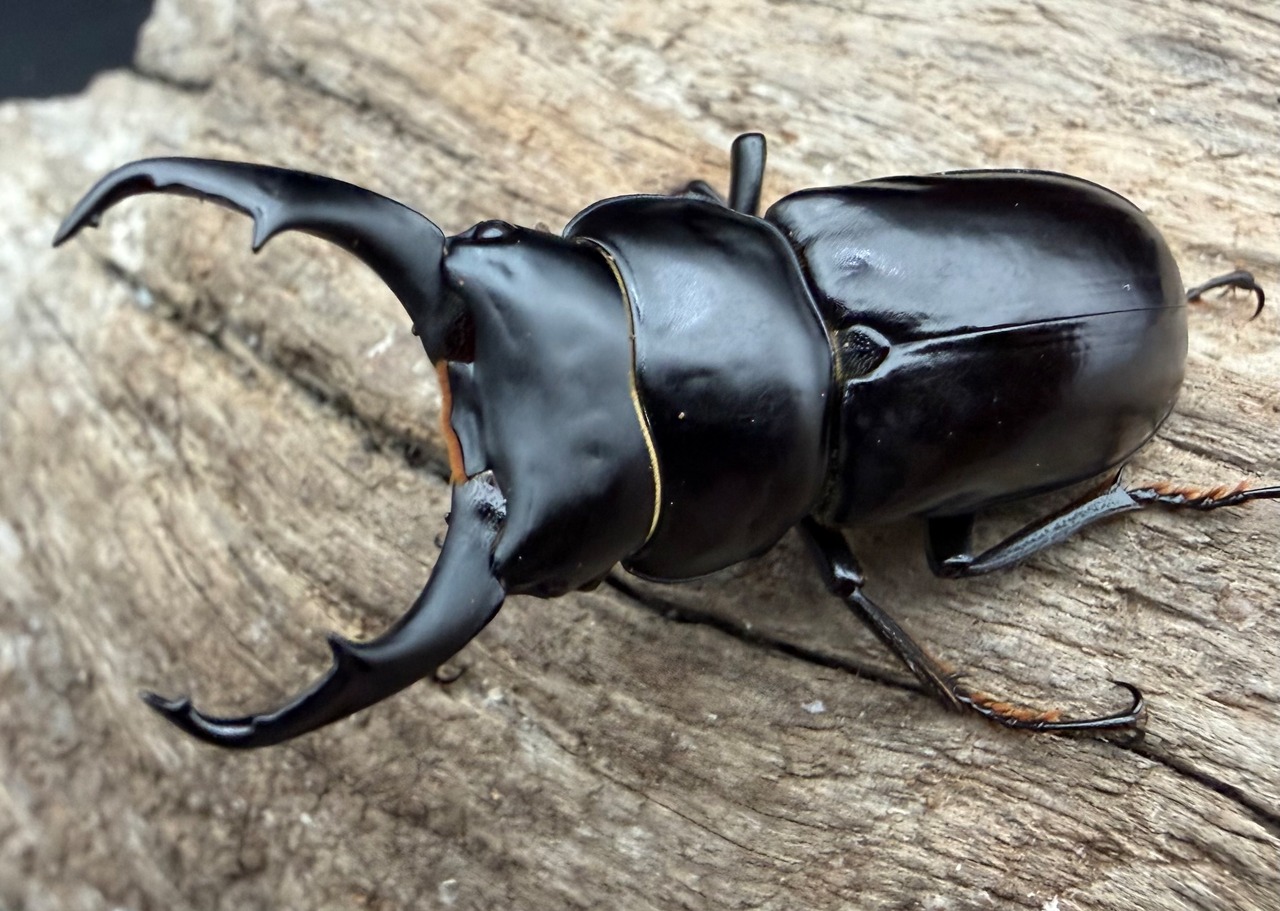 【WD】《ウォードコクワ チベット産 ブラックタイプ 47.5mm ペア》