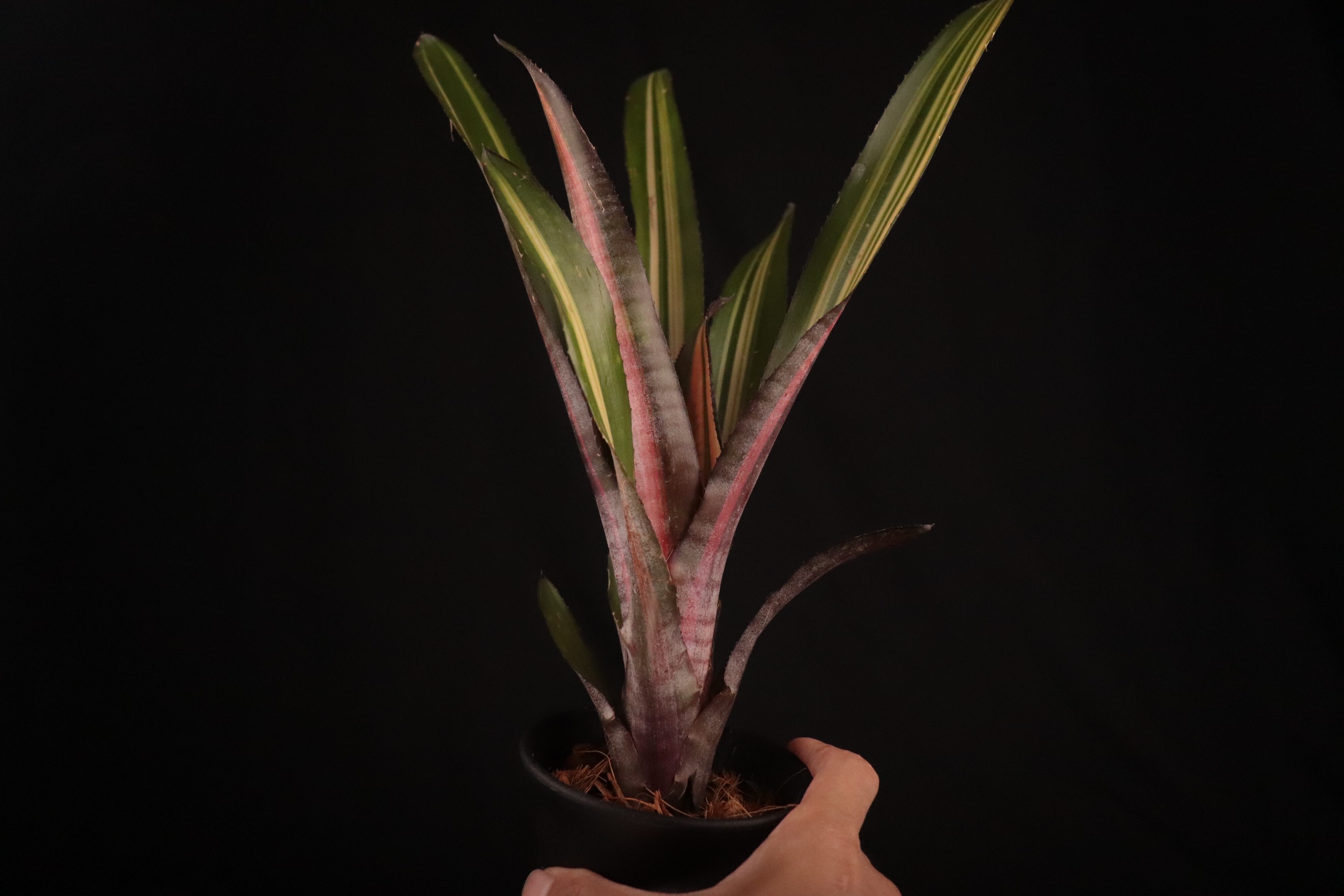 送料無料】Billbergia 'Allan Ladd'〔ビルベルギア〕現品発送B0178