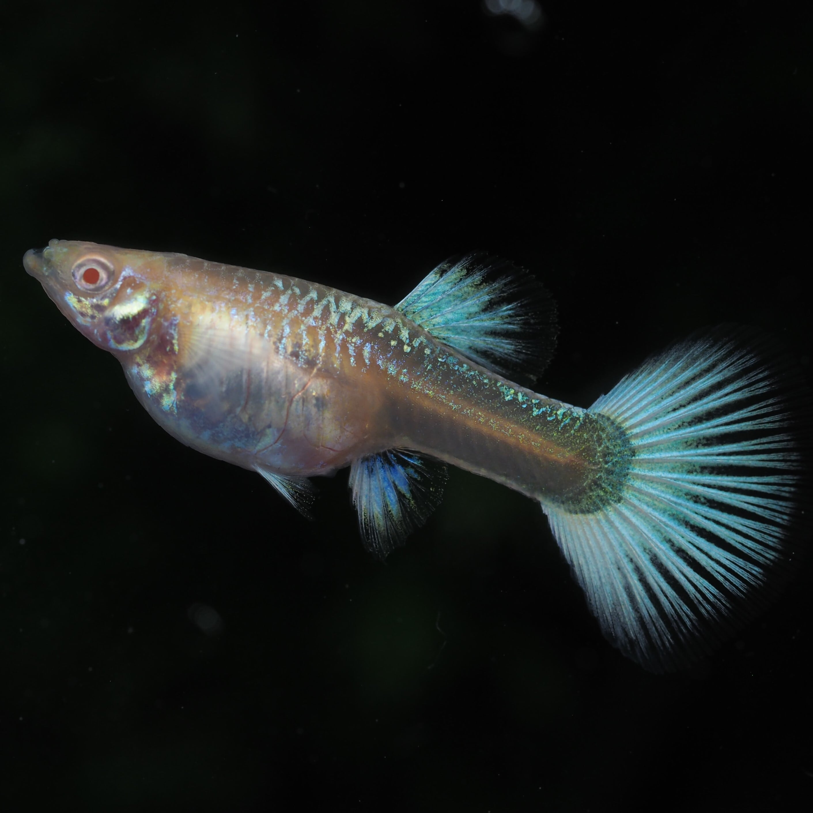 国産グッピー RREA RREAスーパーフルプラチナ | 淡水魚国産 フルレッド 