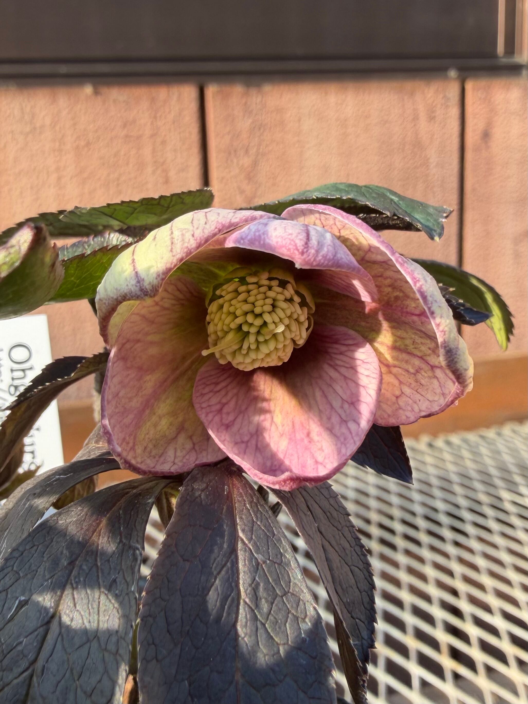 ポーセリンss 大木ナーサリー クリスマスローズ【Og02】送料無料