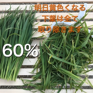 【生】無農薬栽培生オーツヘイ450ｇ