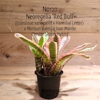 【送料無料】Neoregelia 'Red Bull' (子株付き)〔ネオレゲリア〕現品発送N0120
