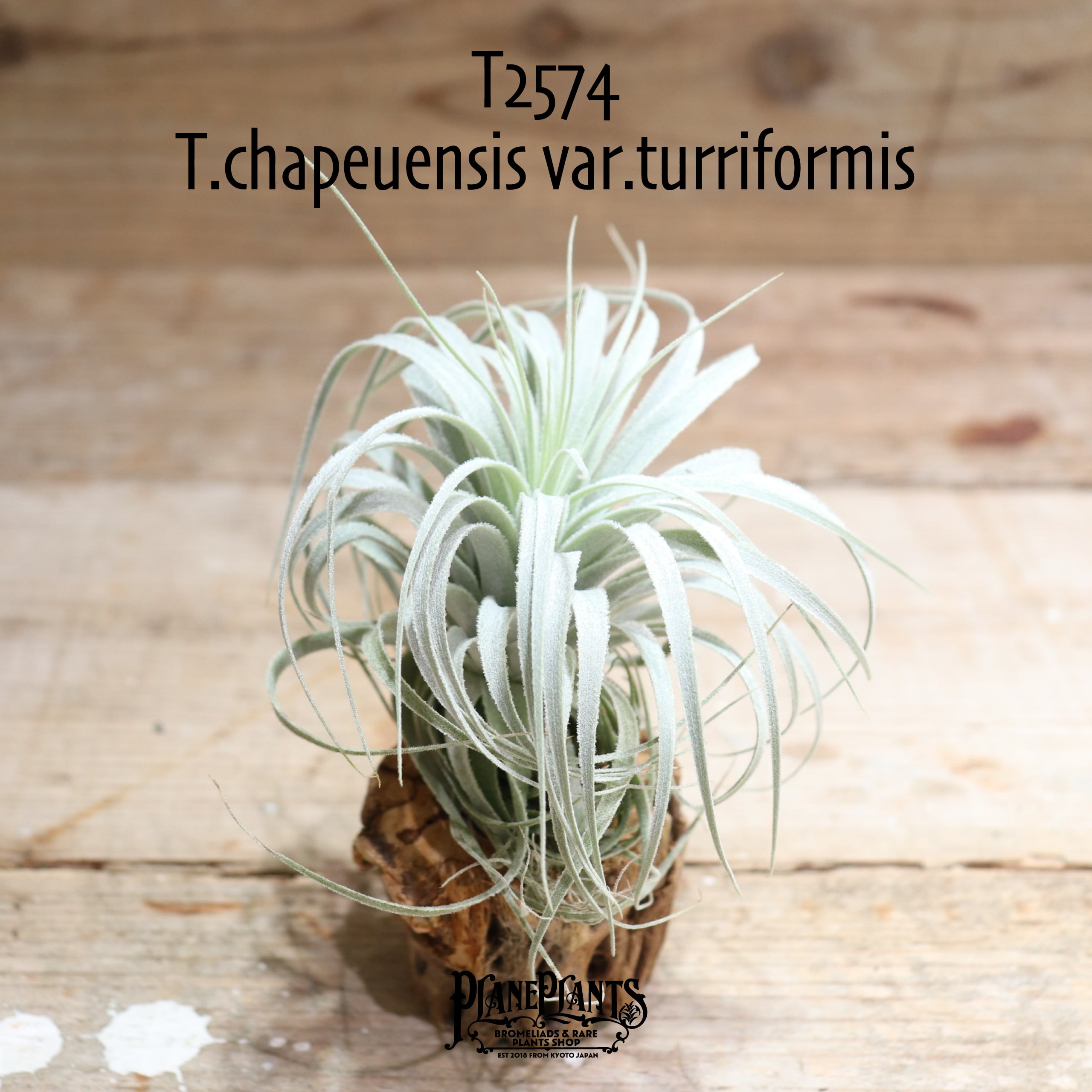 【送料無料】chapeuensis var.turriformis〔エアプランツ〕現品発送T2574