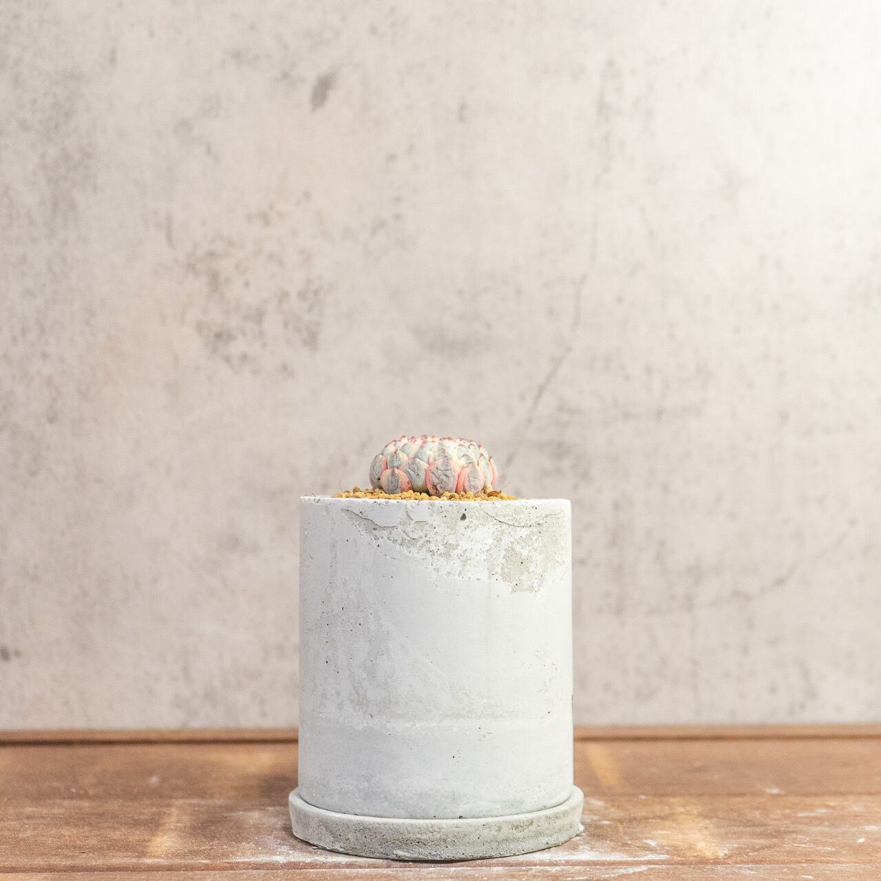 宝石のような美しさ。エケベリア ホワイトミニマ錦｜風合いある手作りモルタル鉢との特別感溢れる一鉢【虫発生抑制】