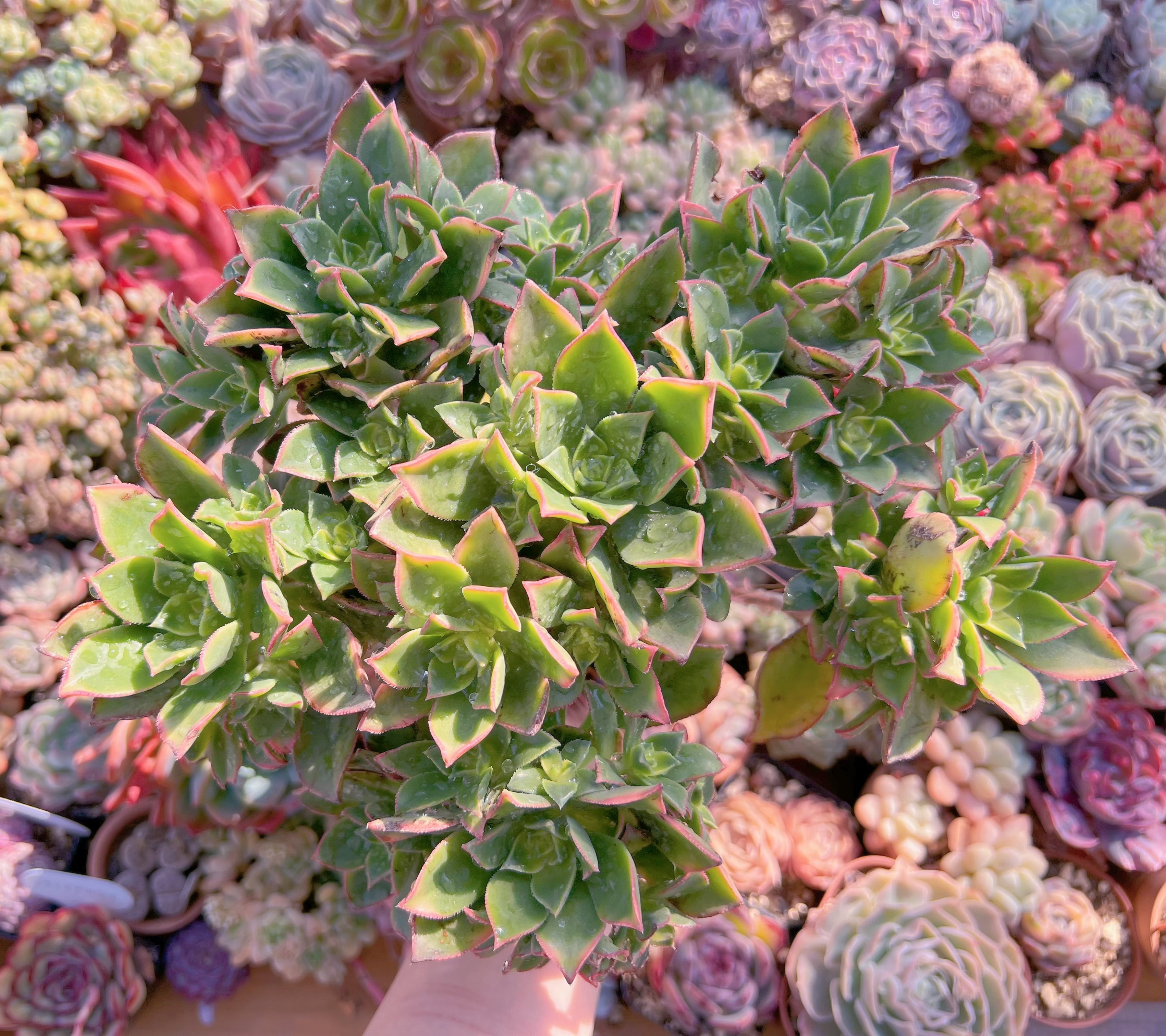 現品　艶日輝#748　大群生　新入荷　るる農園