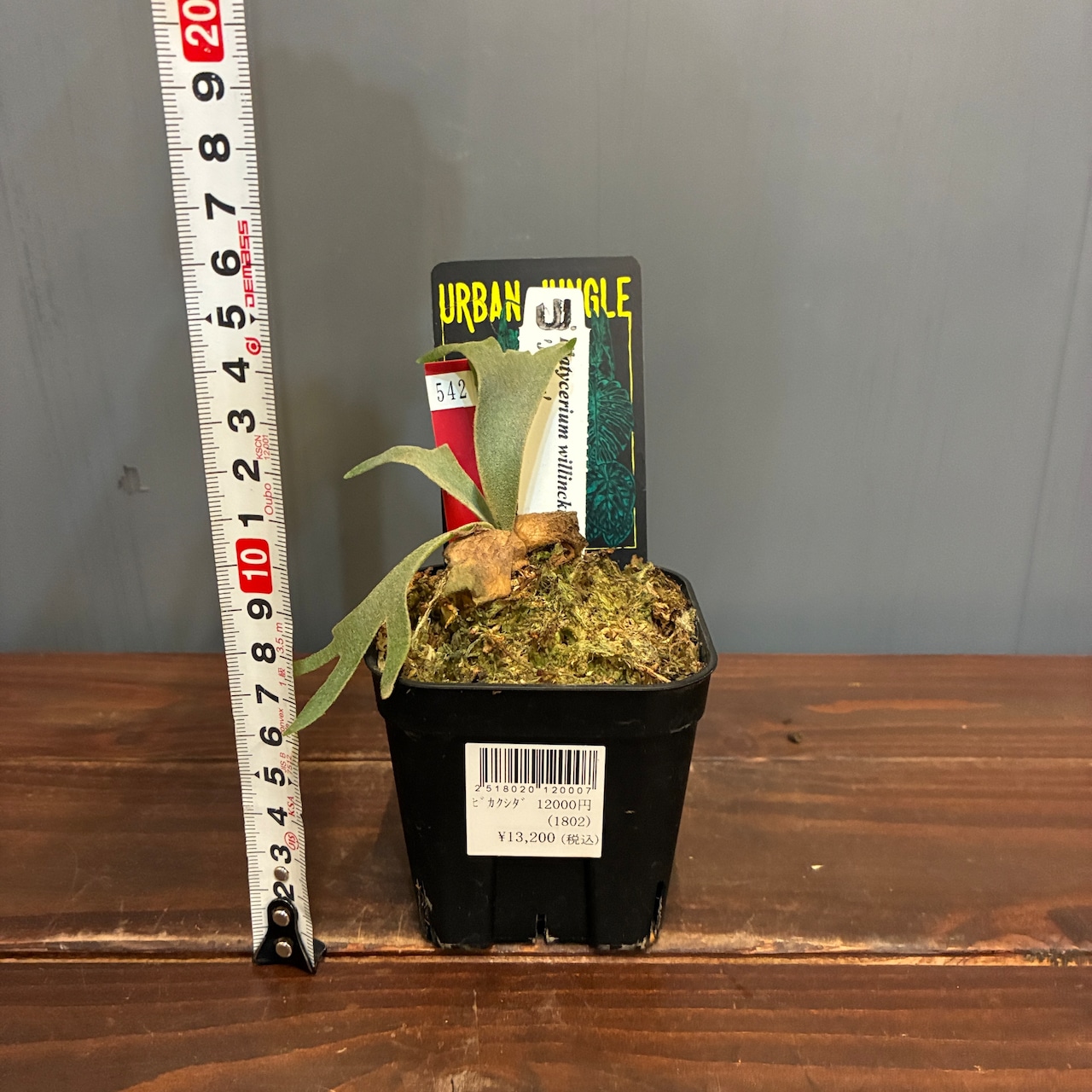 【抽選販売】【限定価格】ビカクシダ ジェニー P. willinckii 'Jenny'(限定2)