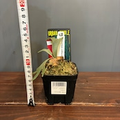 【抽選販売】【限定価格】ビカクシダ ジェニー P. willinckii 'Jenny'(限定2)