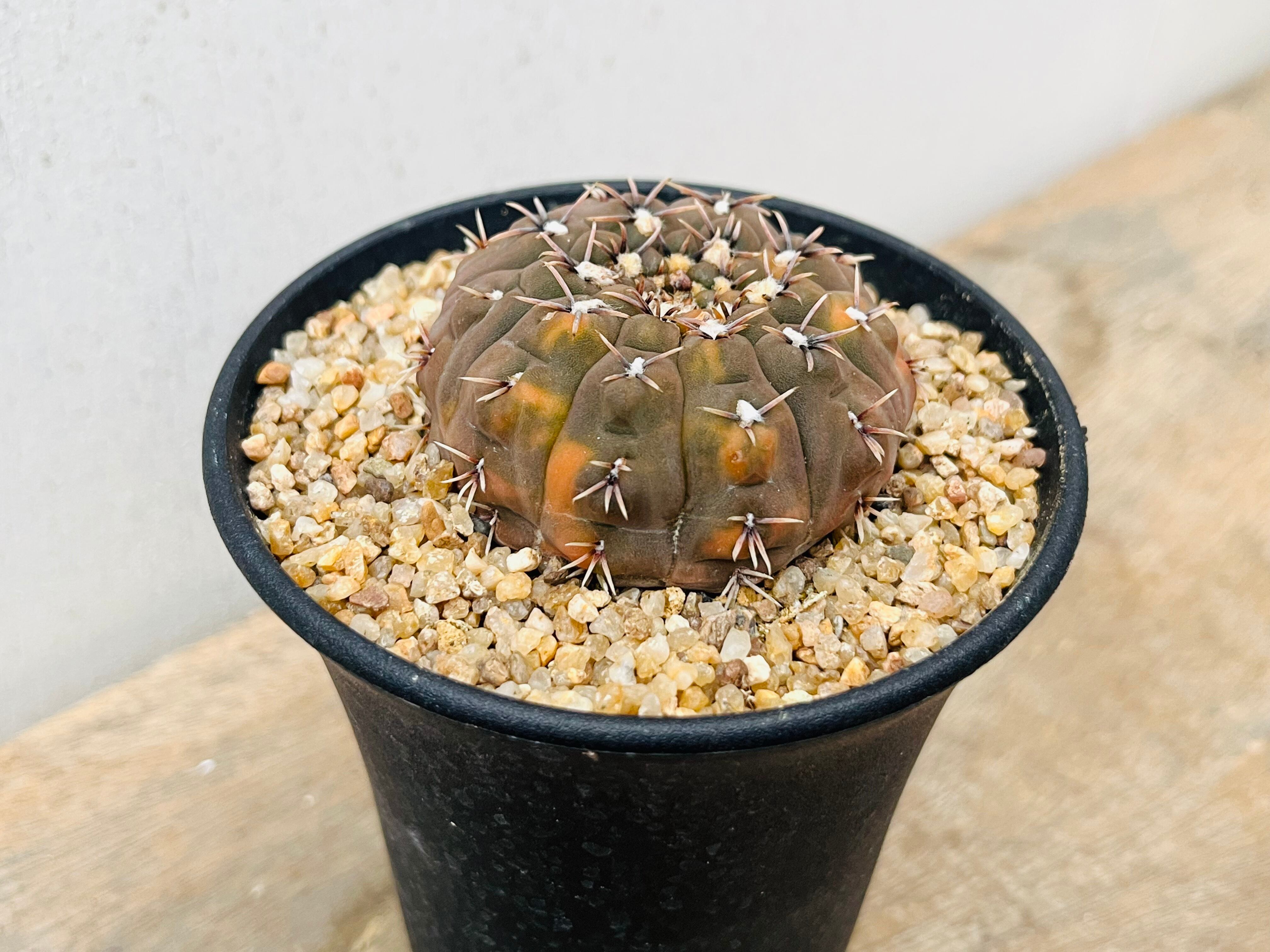 サボテン 怪竜丸錦♪抜き苗