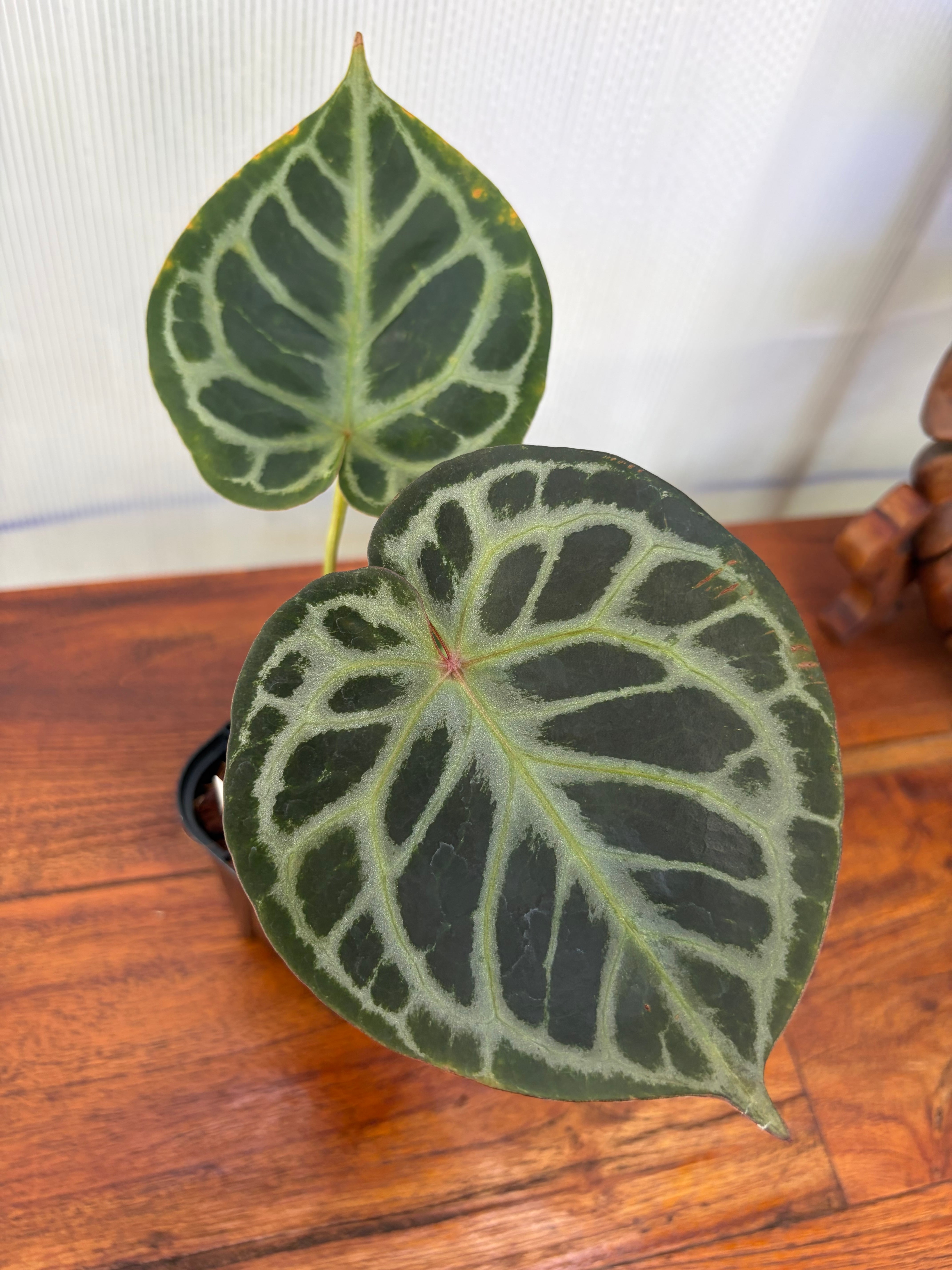 Anthurium | BALI-AN 園芸