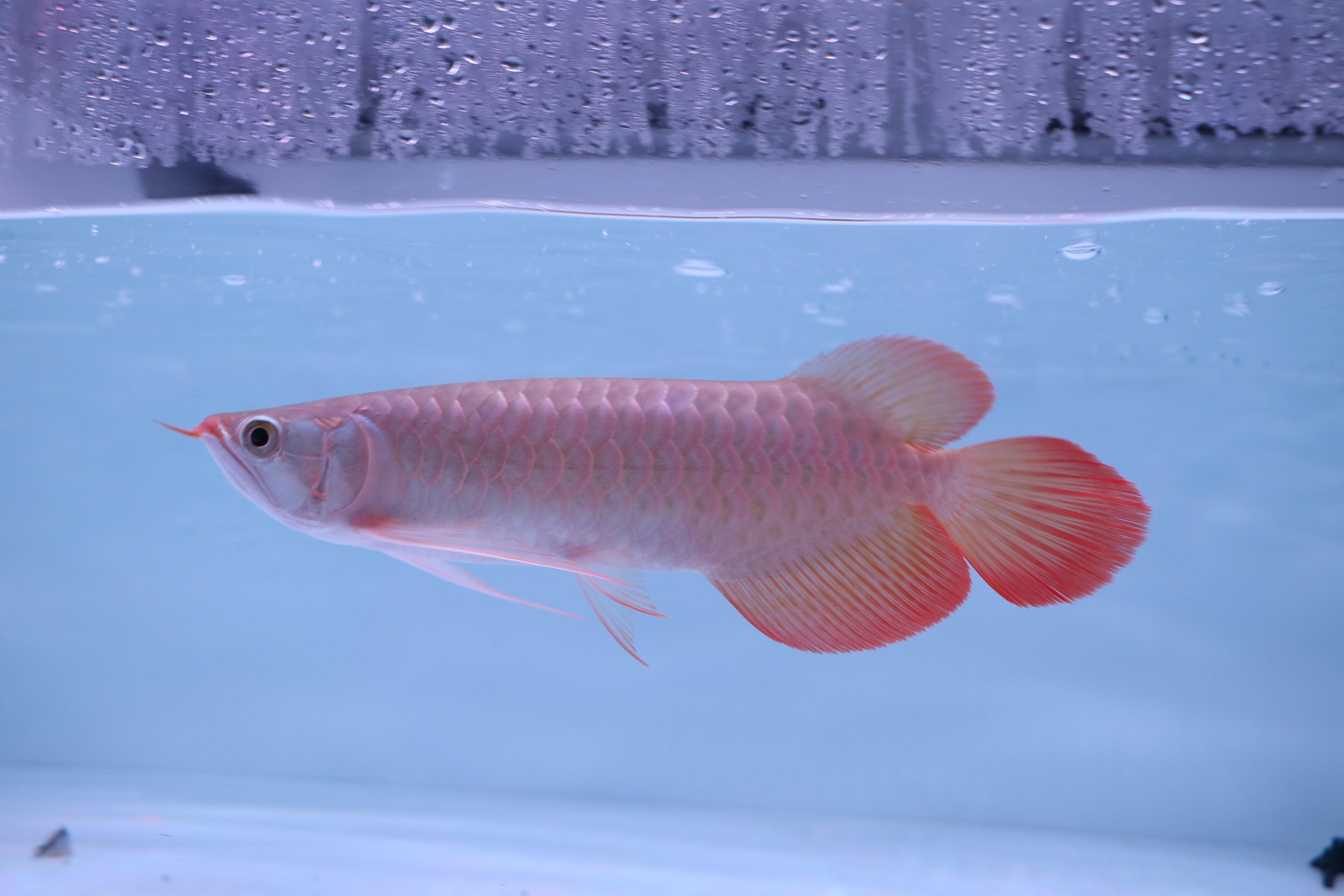 新作ハンドメイド 41cmアロワナ フィギュア レプリカ 熱帯魚 紅龍