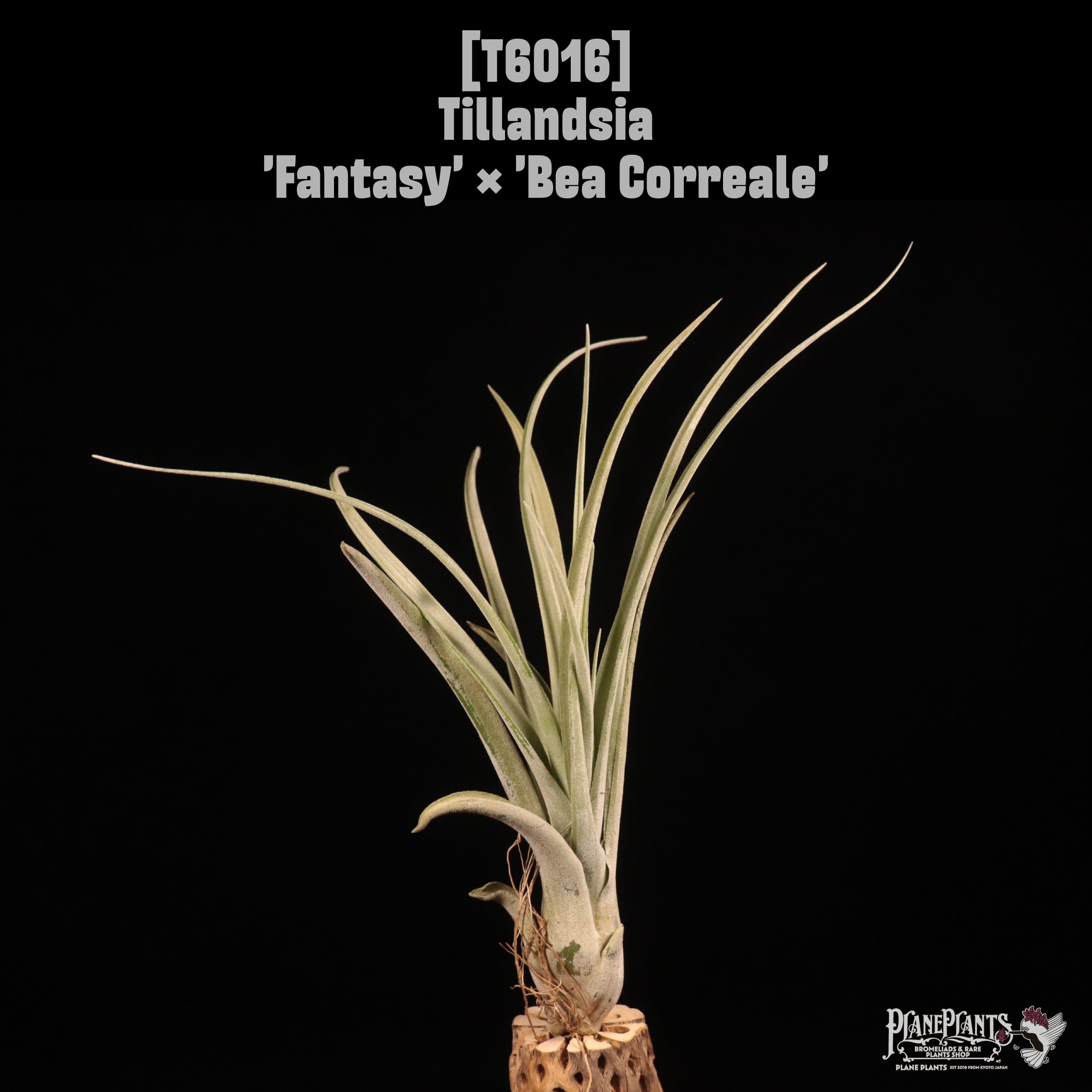 Tillandsia 'Fantasy' × 'Bea Correale'〔ティランジア〕T6016
