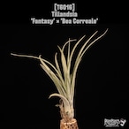 Tillandsia 'Fantasy' × 'Bea Correale'〔ティランジア〕T6016