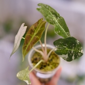 Alocasia Amazonica Polly Pink varigated④ / アロカシア アマゾニカ ポリー ピンク斑入 | 観葉植物