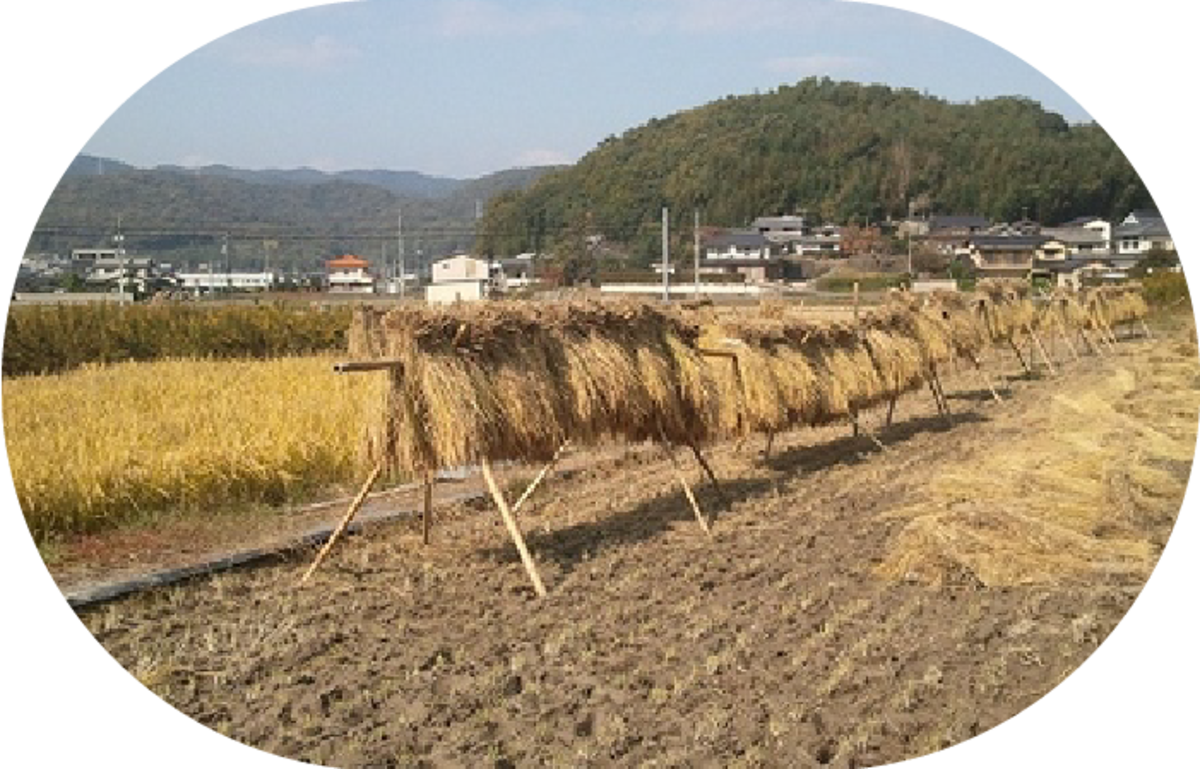 無農薬・天日干し米　にこまる　玄米3kg | nakayamafarm powered by BASE