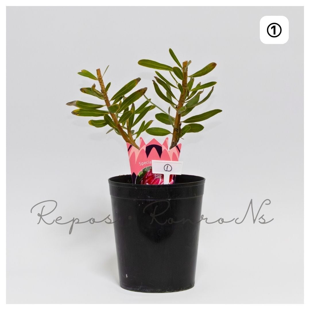 プロテア:スペシャルピンクアイス①(6号)プロテア苗 ネイティブプランツ オージプランツ ドライガーデン ドライフラワー 花束