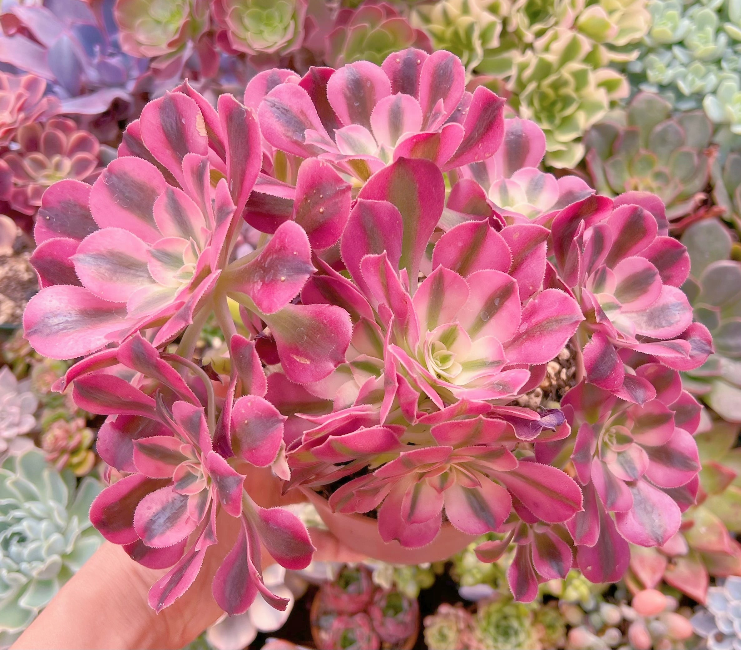 現品　アフラダイティ#600　特大群生　新入荷