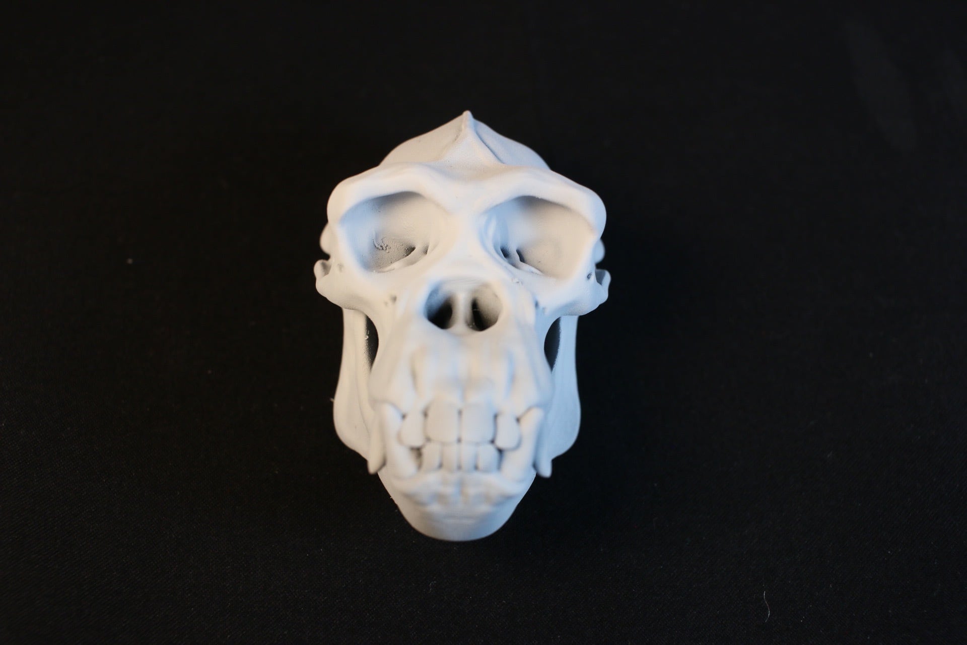 選べる2色・リング付き】チンパンジー 縮小 頭骨レプリカ | アンフィ