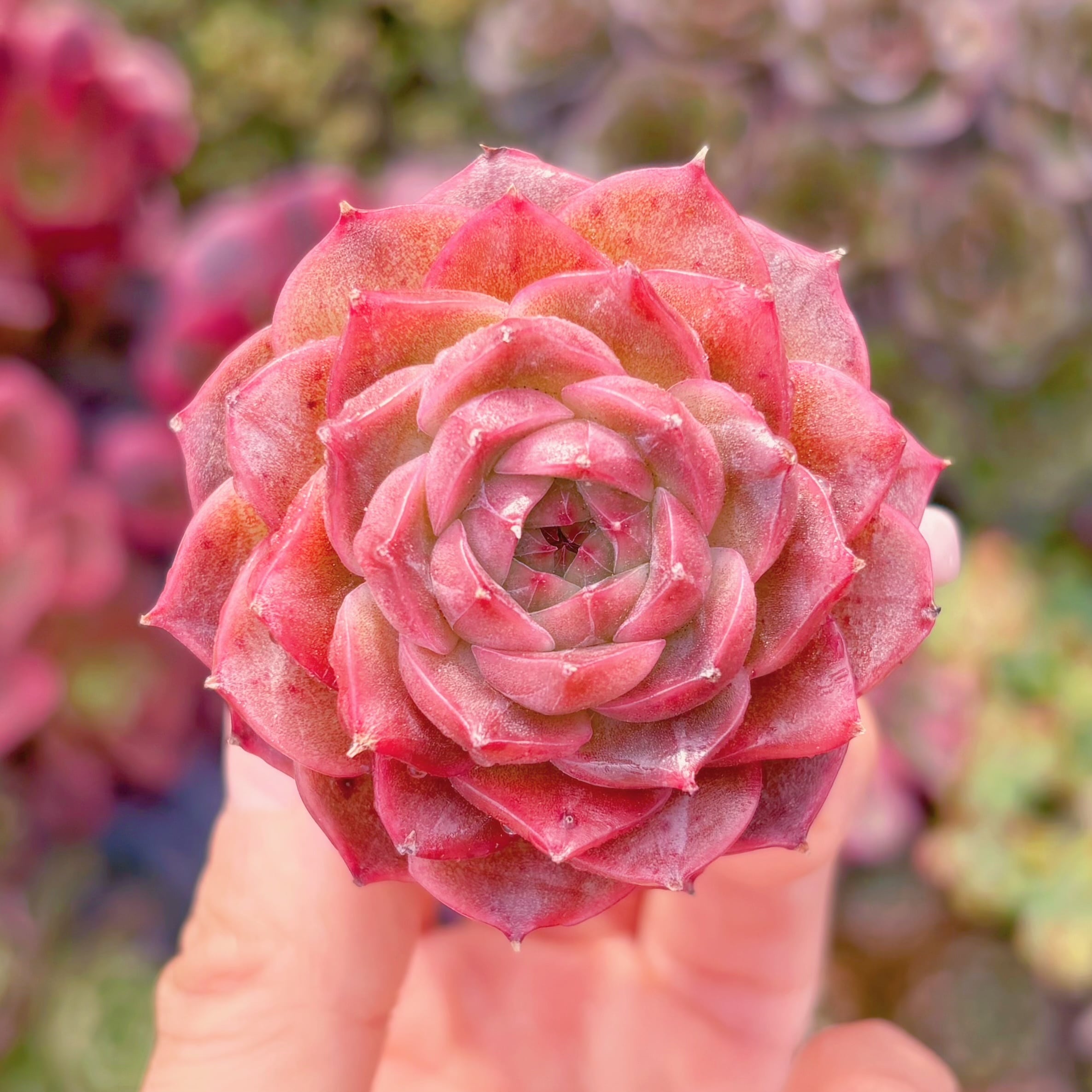 多肉植物　火麒麟　新入荷　るる農園